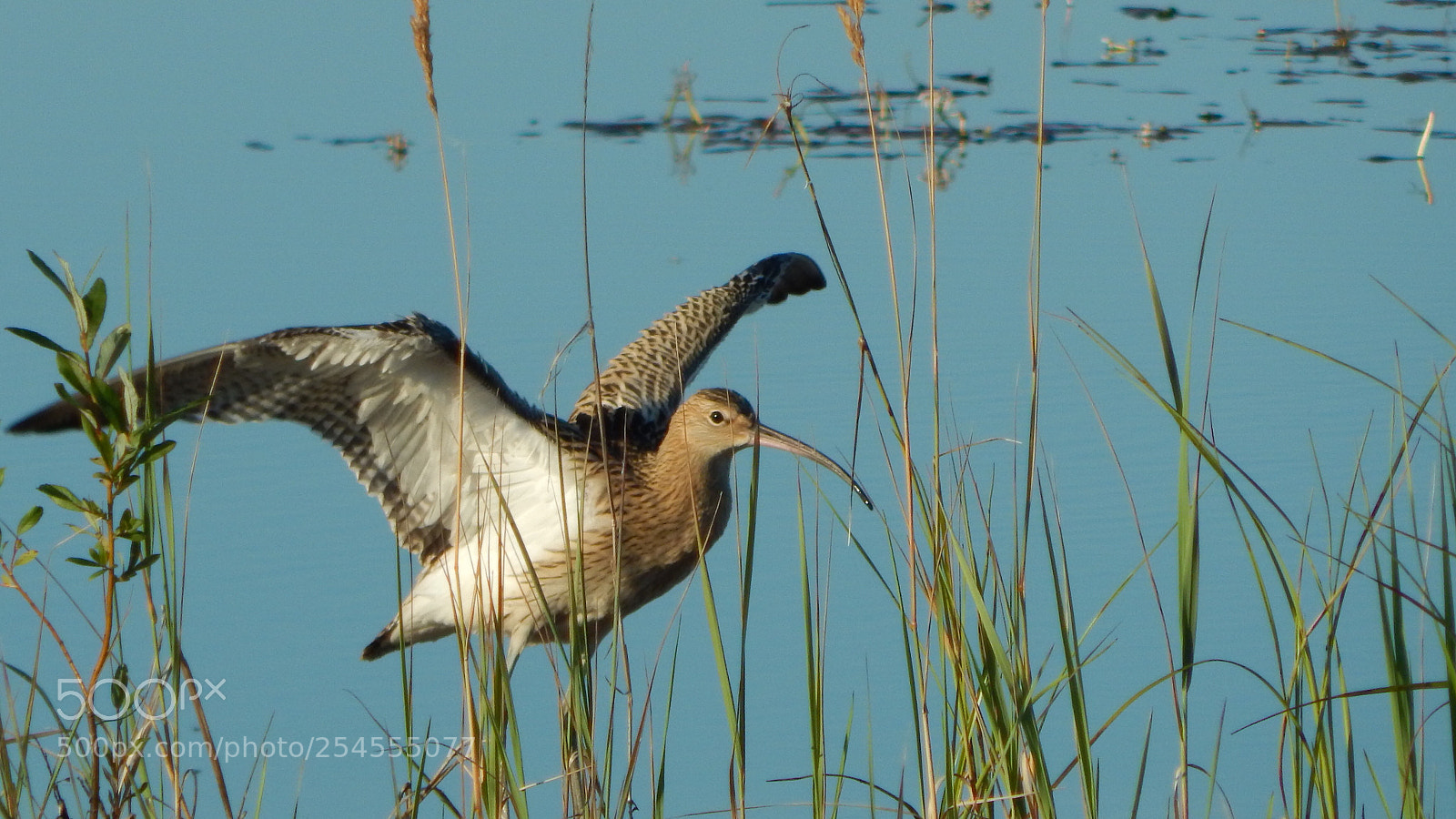 Nikon Coolpix L830 sample photo. Bird photography