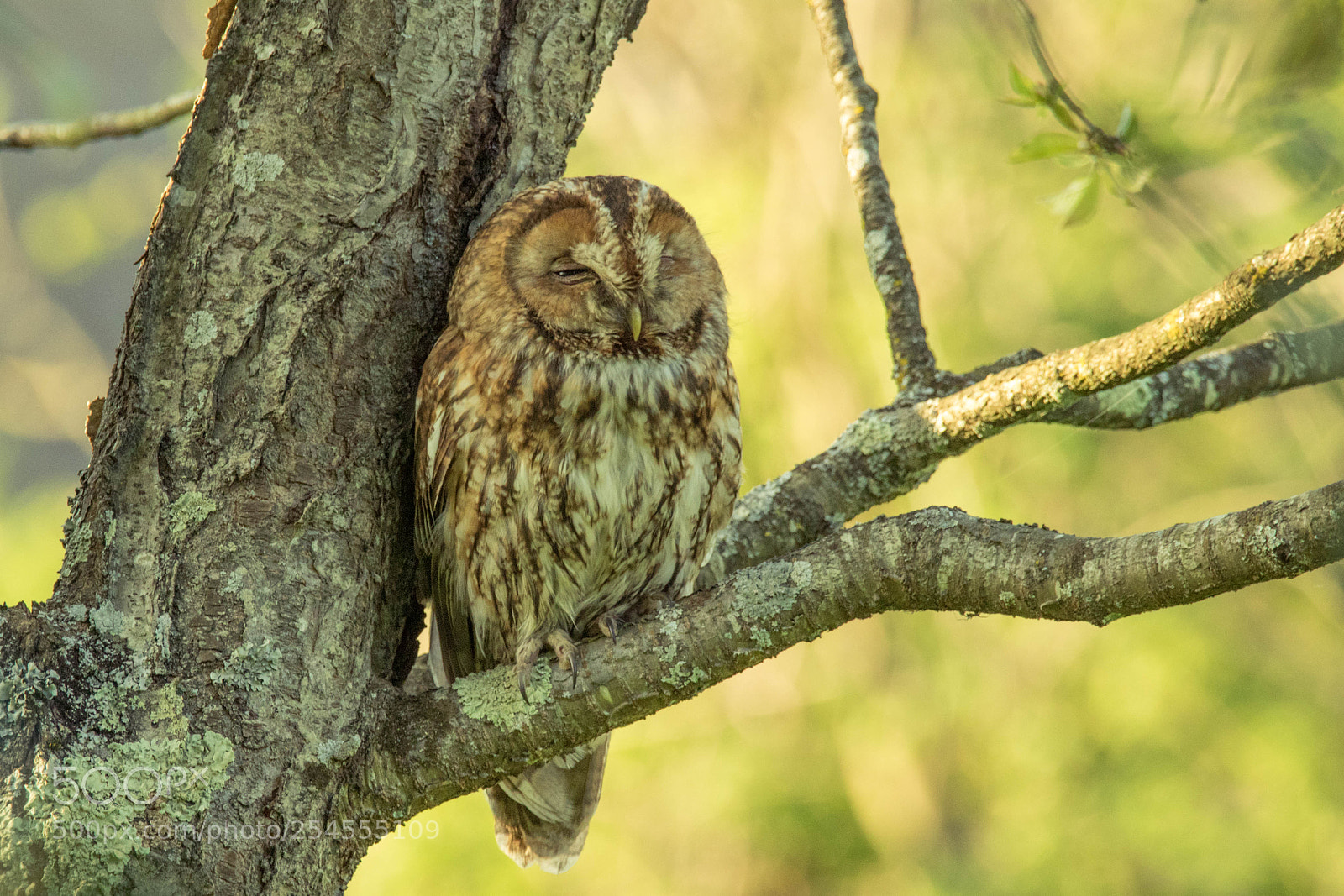 Canon EOS 7D Mark II sample photo. Chouette hulotte photography