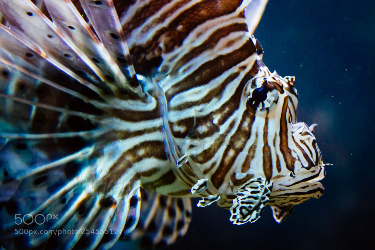 Canon EOS 7D sample photo. Lionfish photography