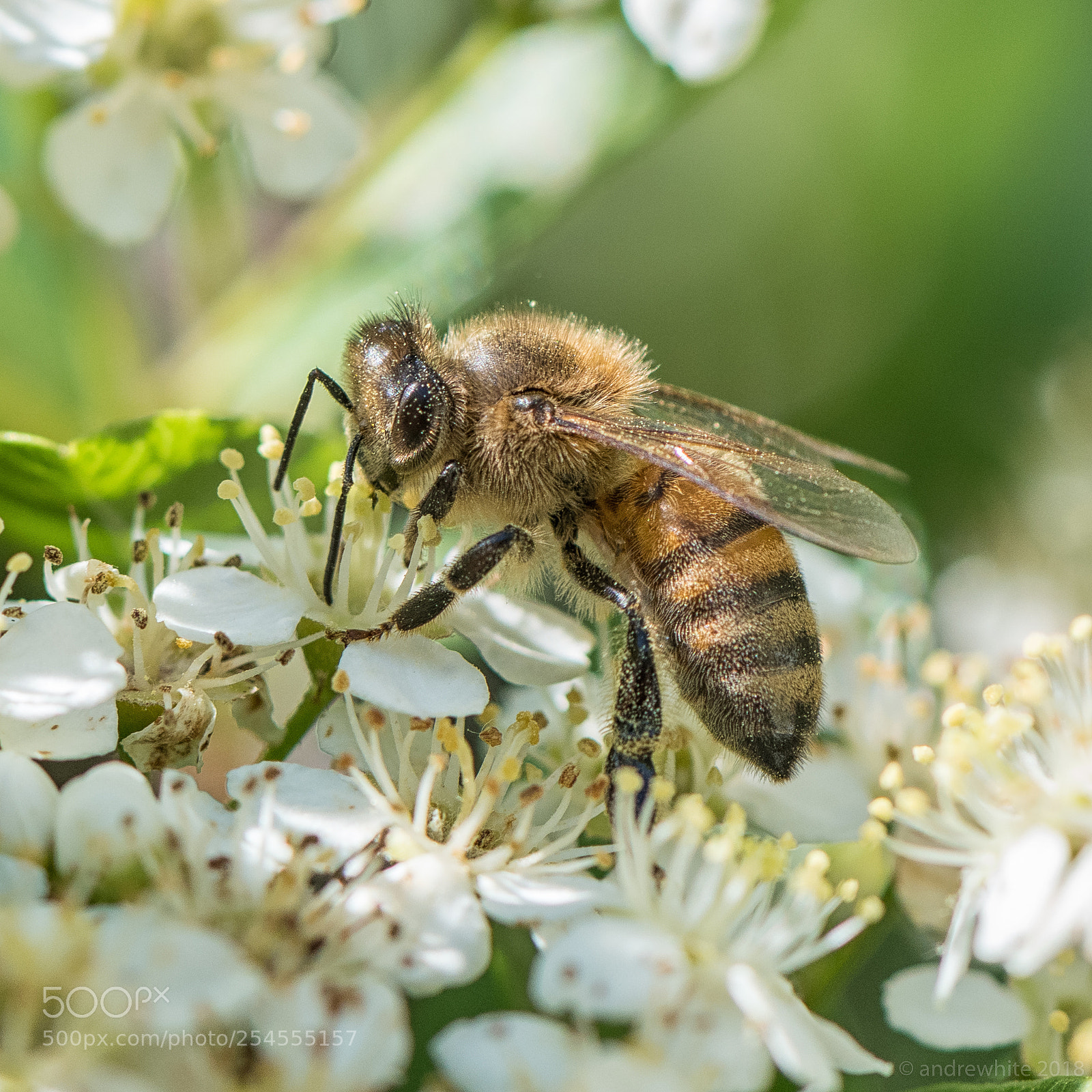 Nikon D850 sample photo. Pollinator photography