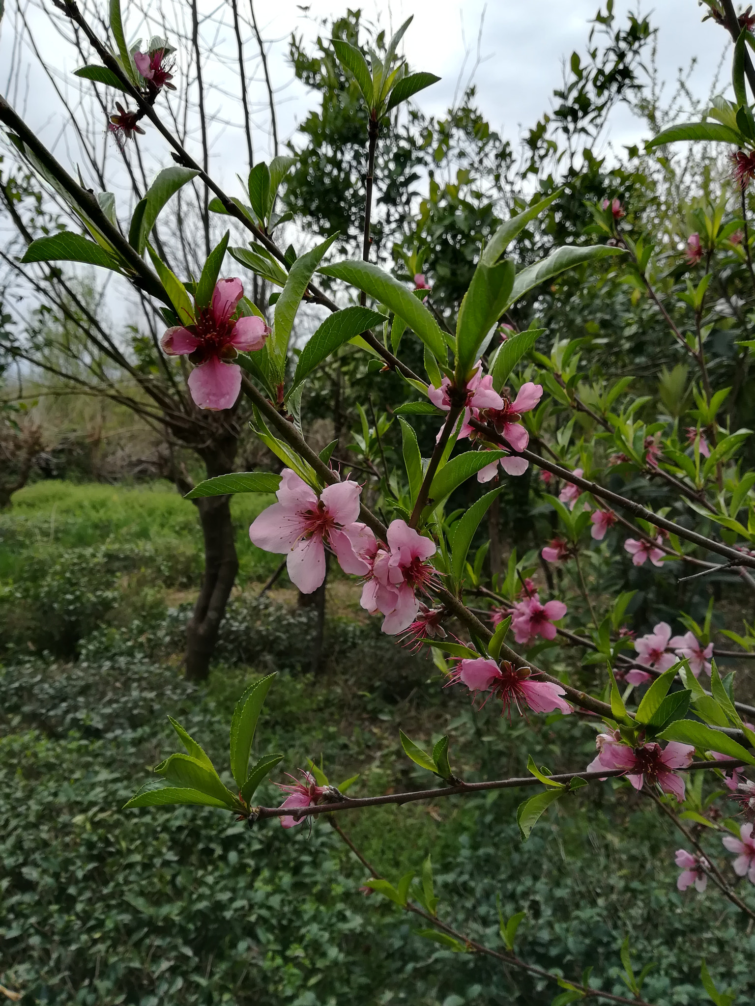 HUAWEI P8 lite 2017 sample photo