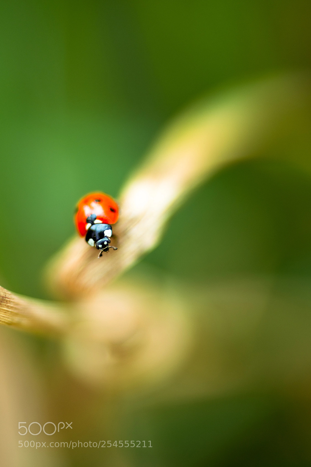 Nikon D7200 sample photo. ~~ladybug~~ photography