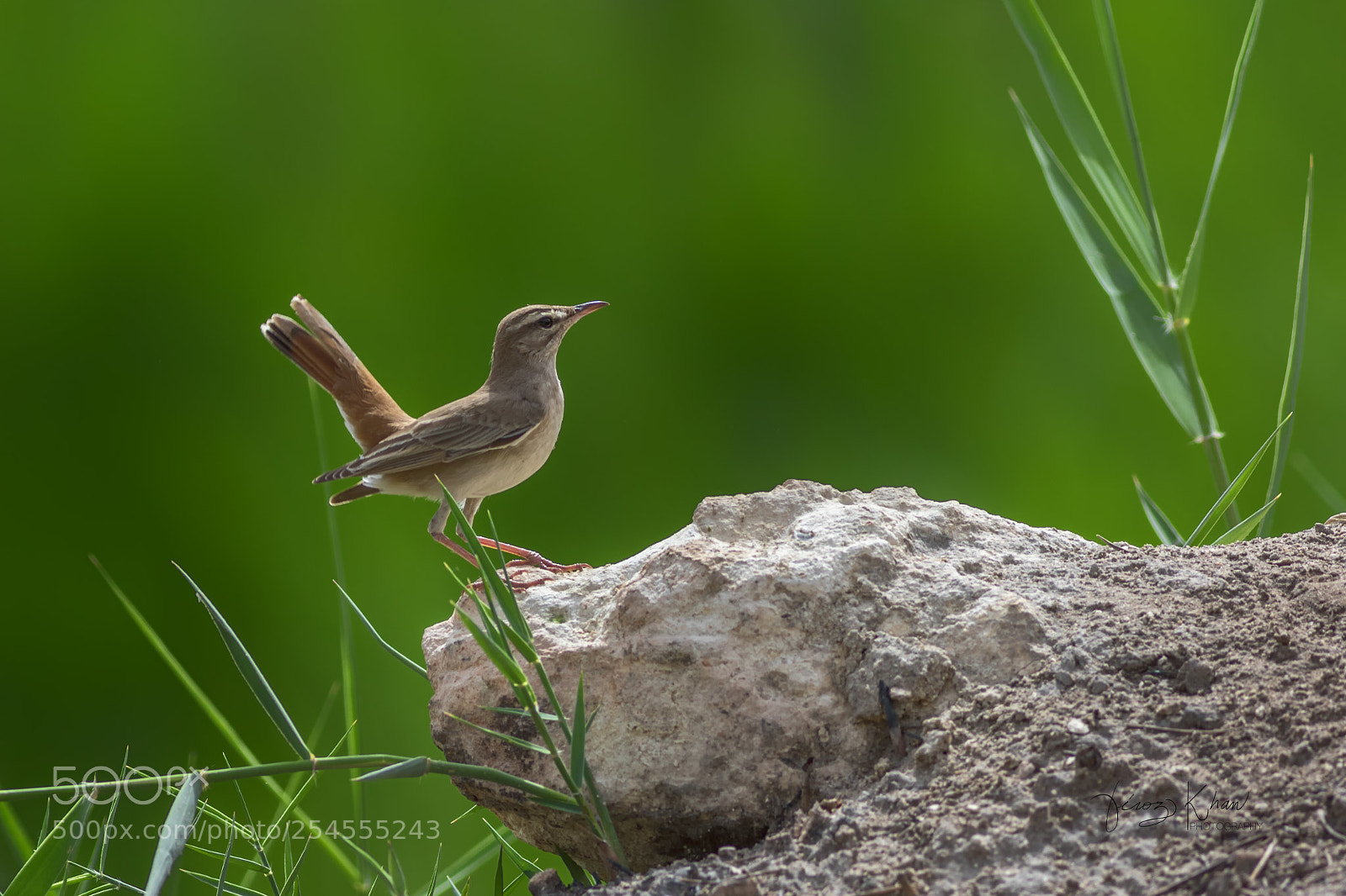 Canon EOS 7D Mark II sample photo. Scrub robin photography