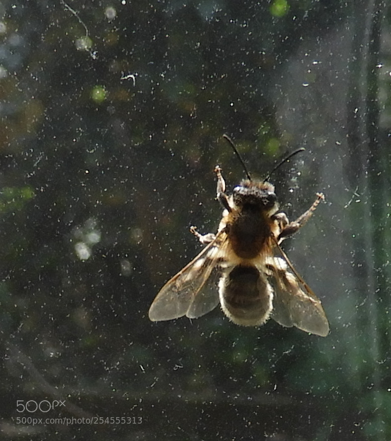 Nikon Coolpix B700 sample photo. Bee on window photography