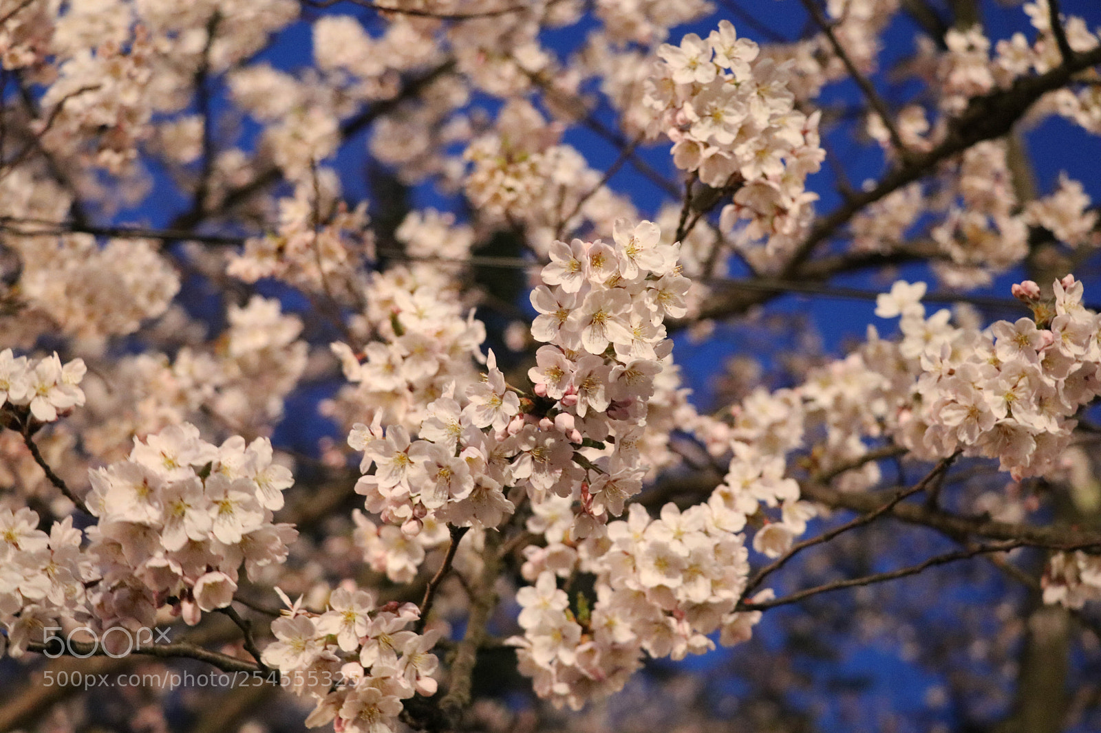Canon EOS 80D sample photo. Sakura2018 photography