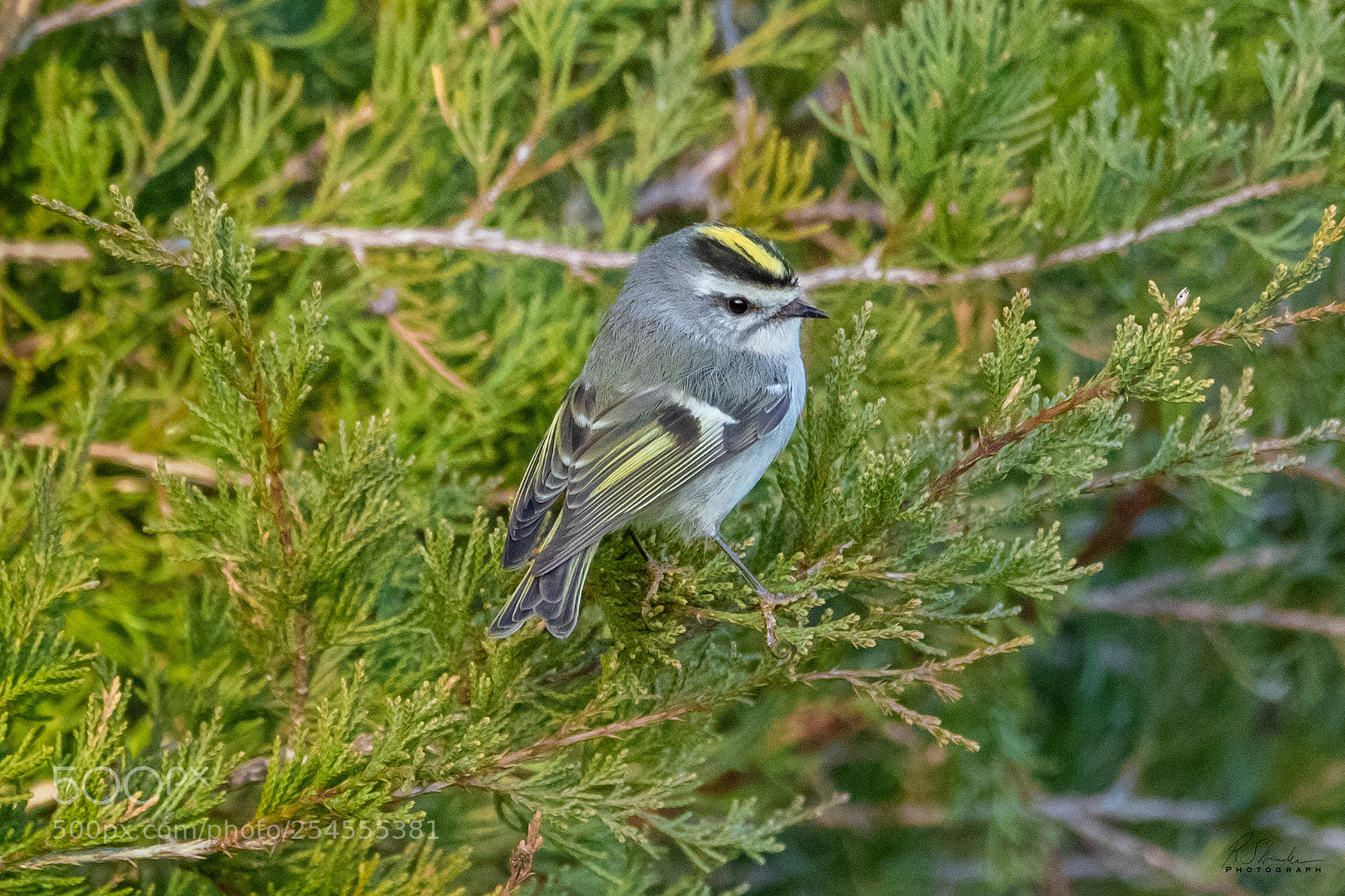 Canon EOS 1300D (EOS Rebel T6 / EOS Kiss X80) sample photo. Goldcrest photography