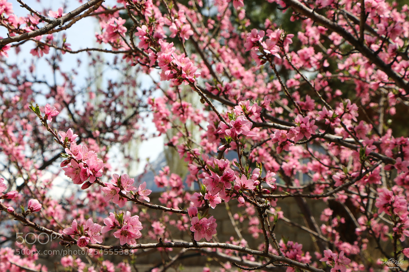 Canon EOS 70D sample photo. Peach blossoms photography