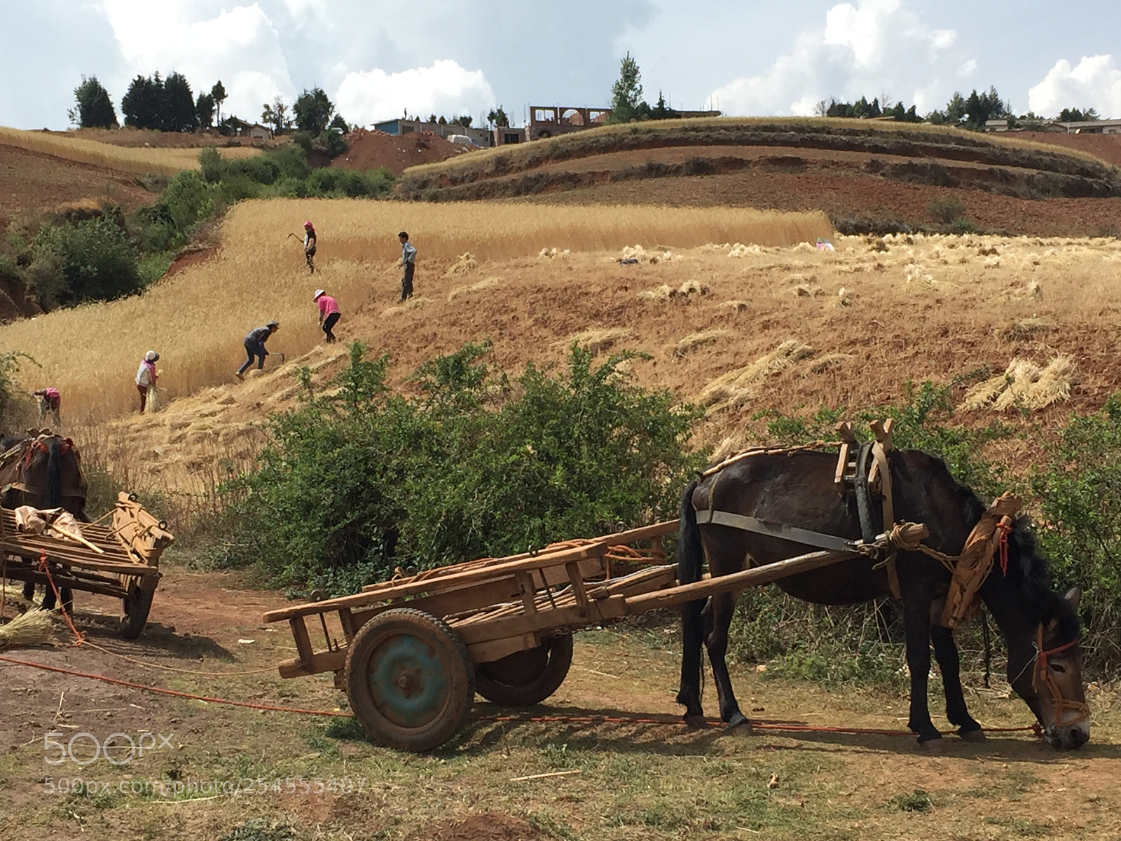 Apple iPhone 6 sample photo. 麥收  wheat harvest photography