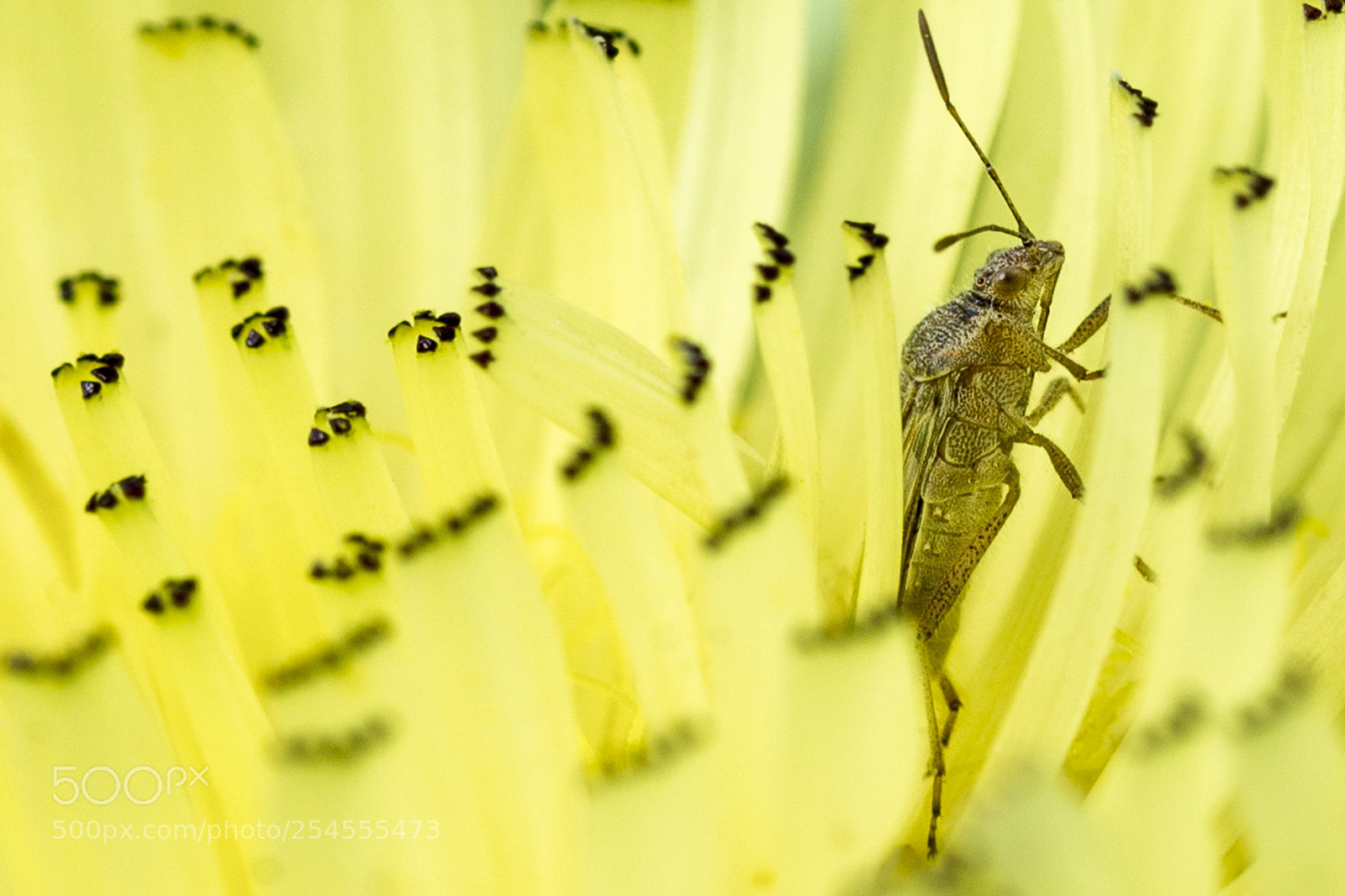 Nikon D610 sample photo. Hidden photography