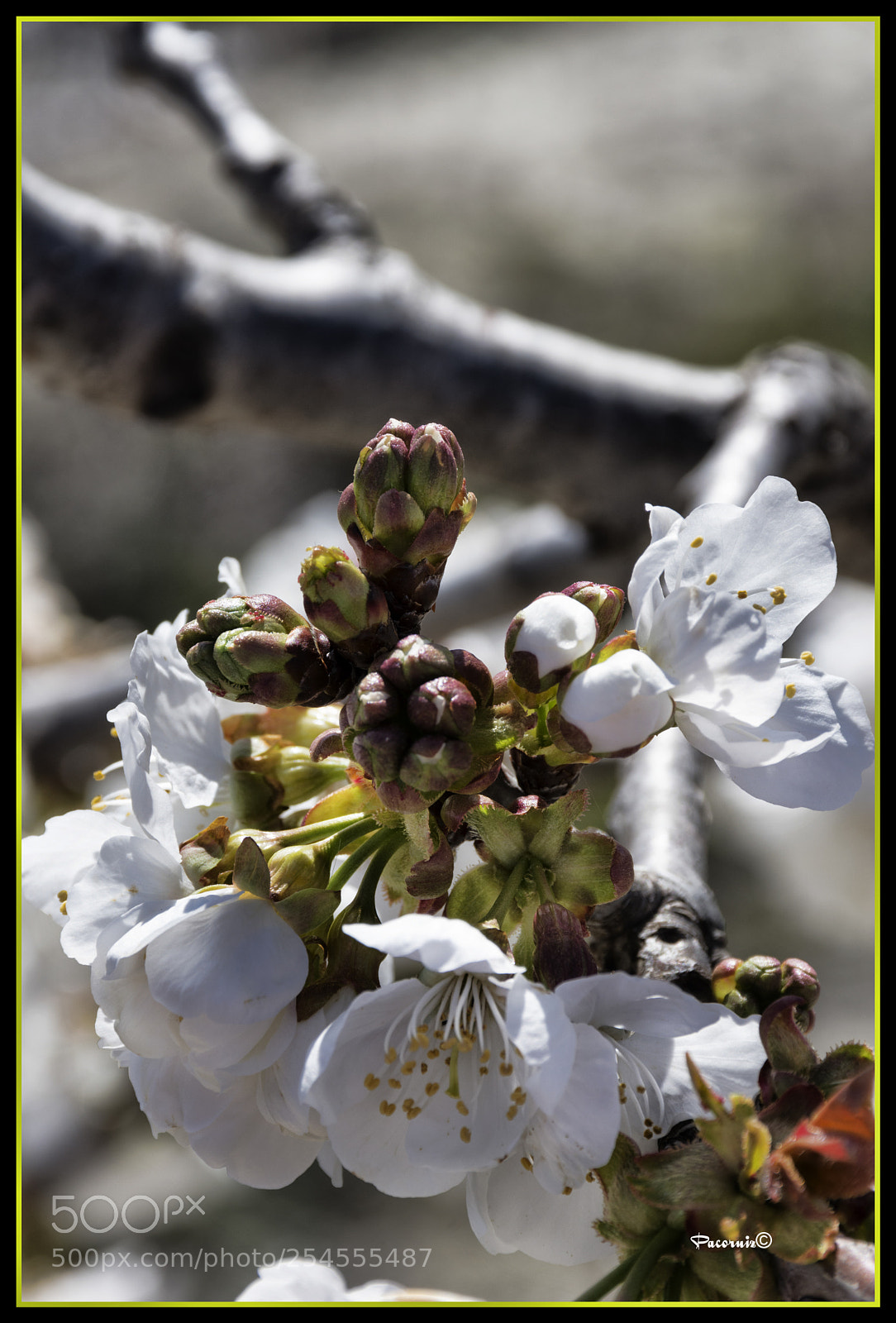 Nikon D7200 sample photo. Flor photography