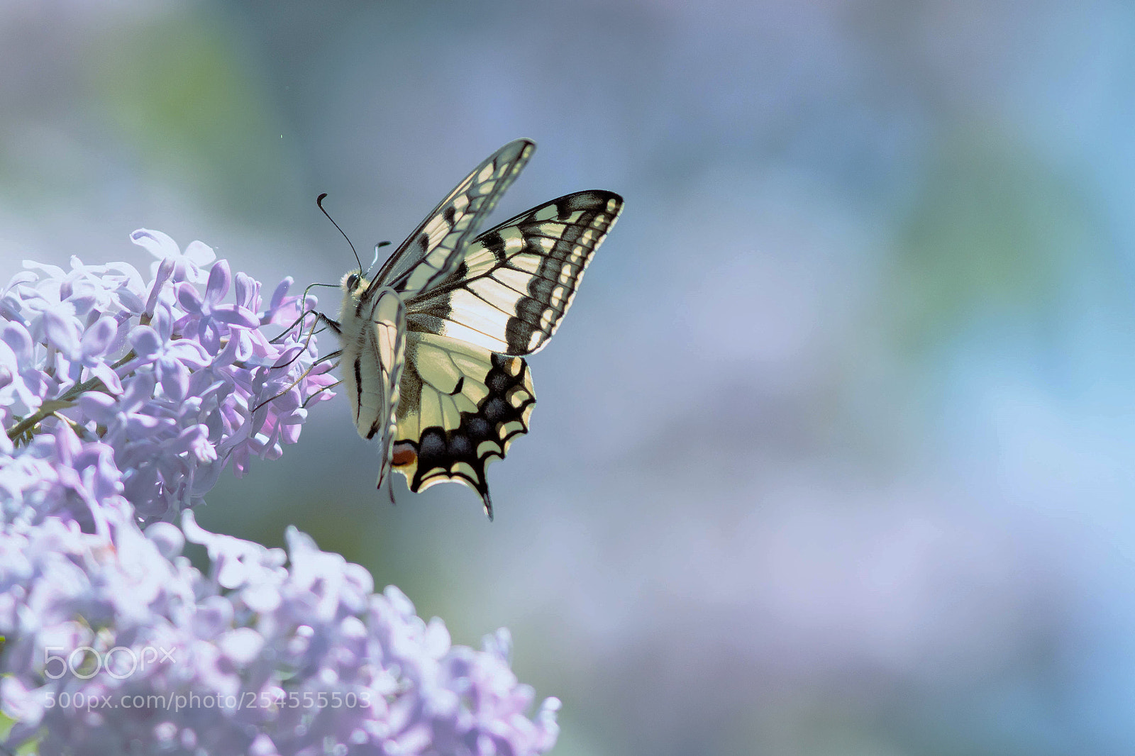 Canon EOS 7D Mark II sample photo. Machaon photography