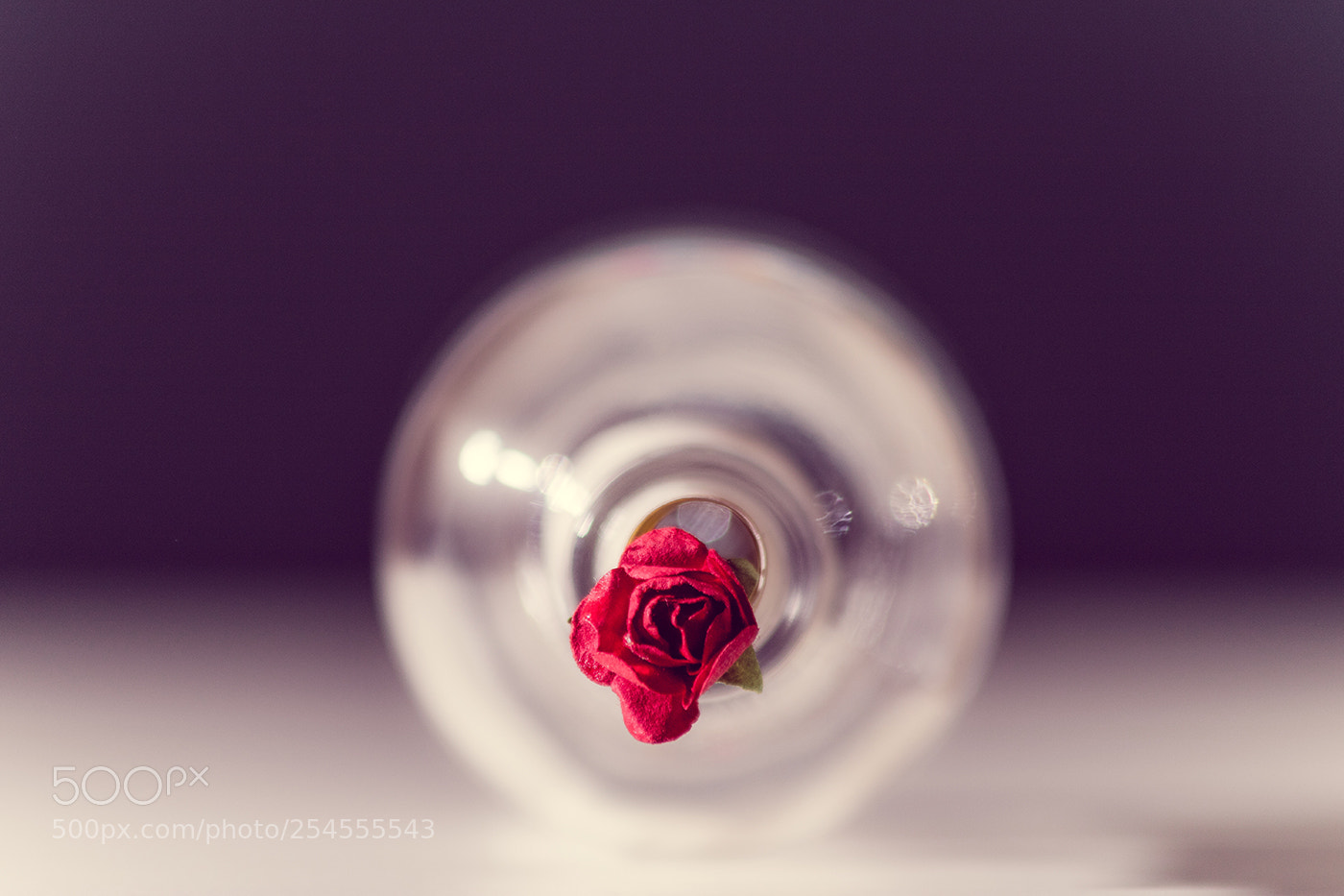 Canon EOS 750D (EOS Rebel T6i / EOS Kiss X8i) sample photo. Rose photography