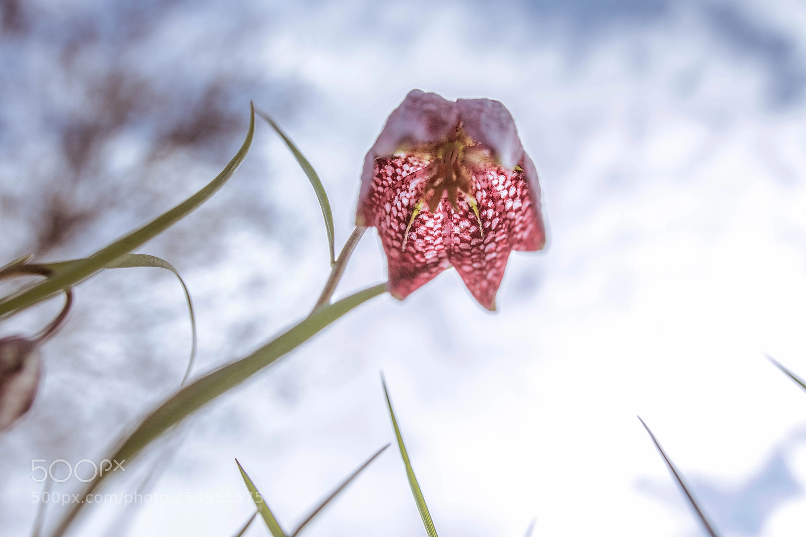 Canon EOS 7D Mark II sample photo. Fritilaire pintade photography
