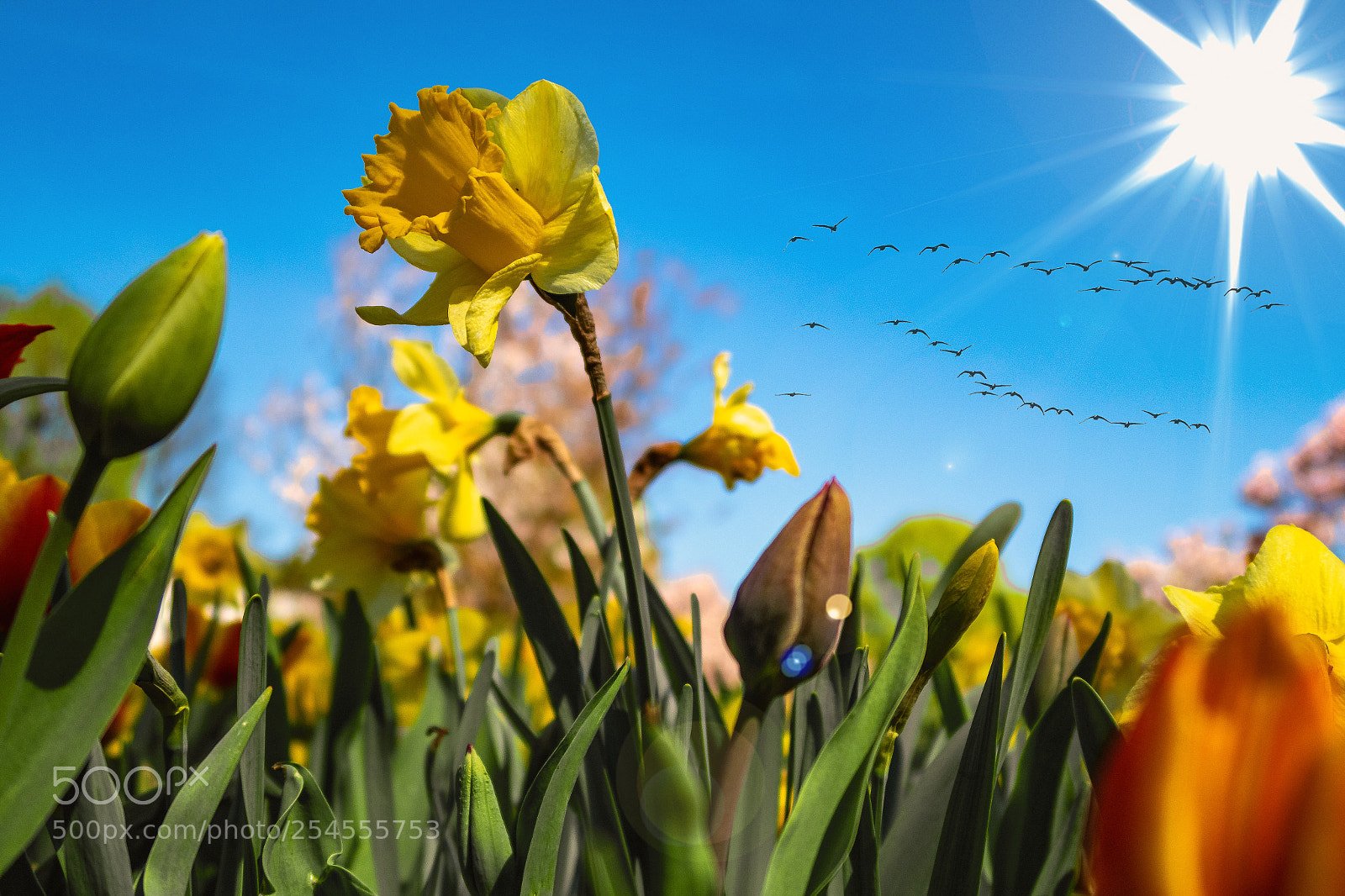 Canon PowerShot G7 X Mark II sample photo. Spring in nürnberg photography