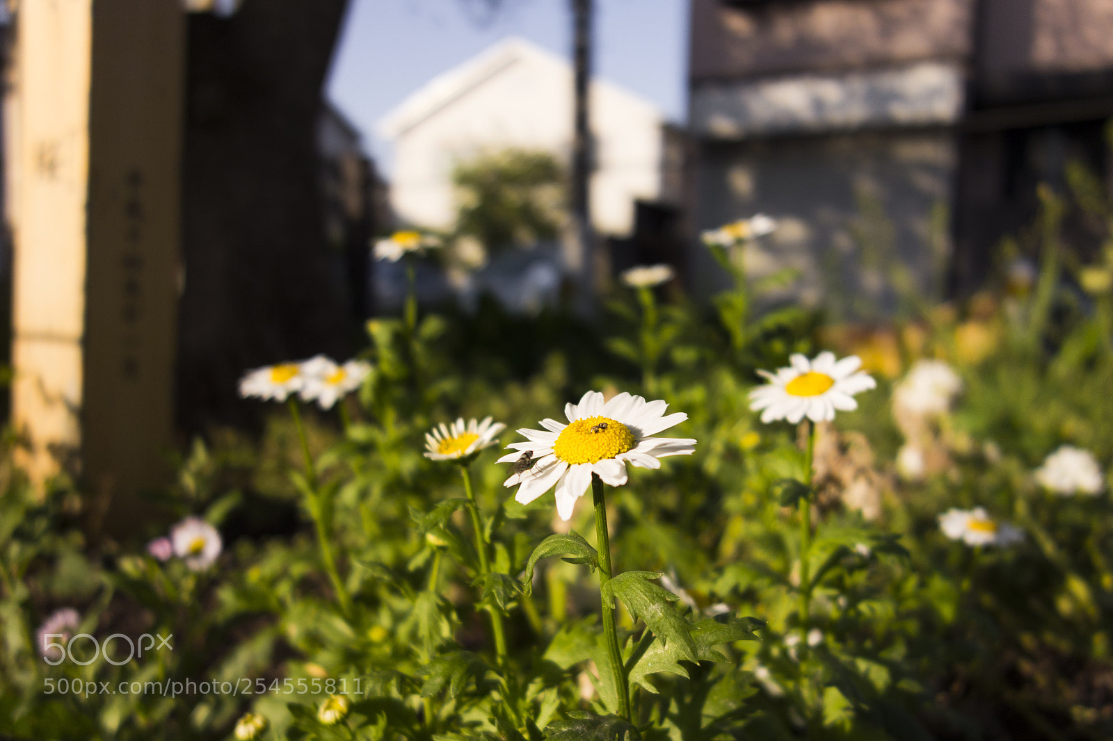Sony Cyber-shot DSC-RX100 sample photo. Flower photography