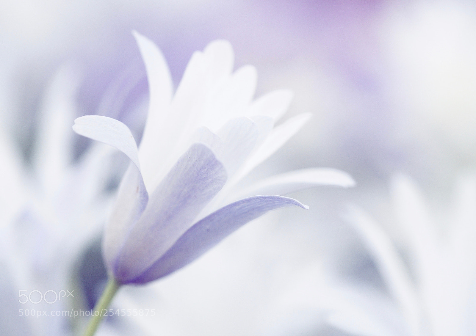 Olympus OM-D E-M10 II sample photo. Soft colors photography