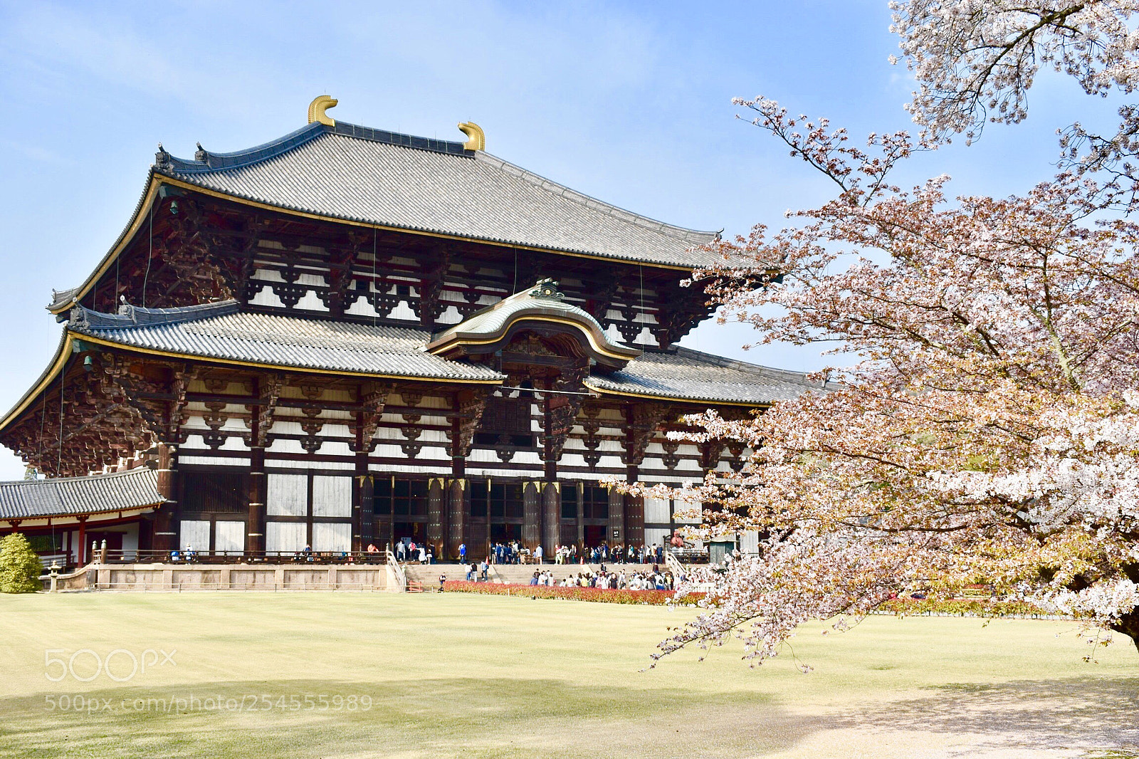 Nikon D5600 sample photo. Toudaiji photography