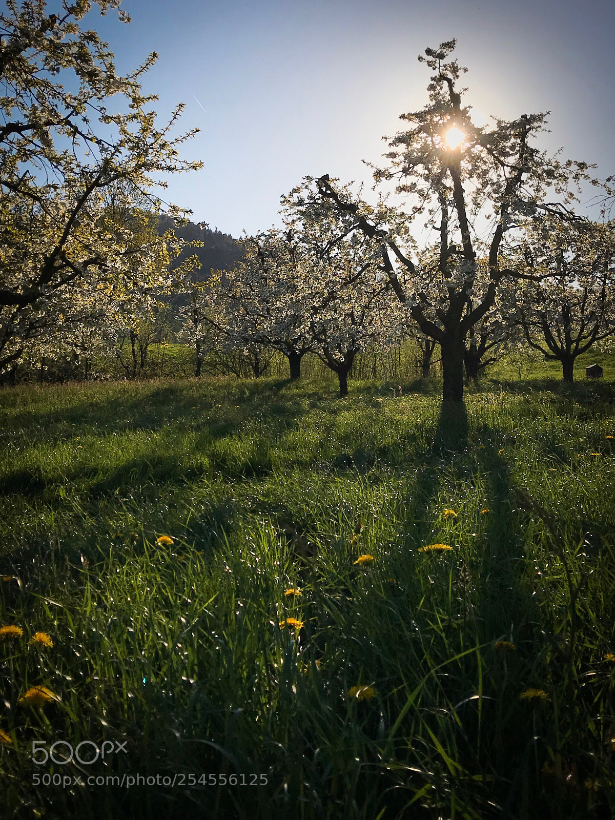 Apple iPhone 7 Plus sample photo. Sun and shadows photography