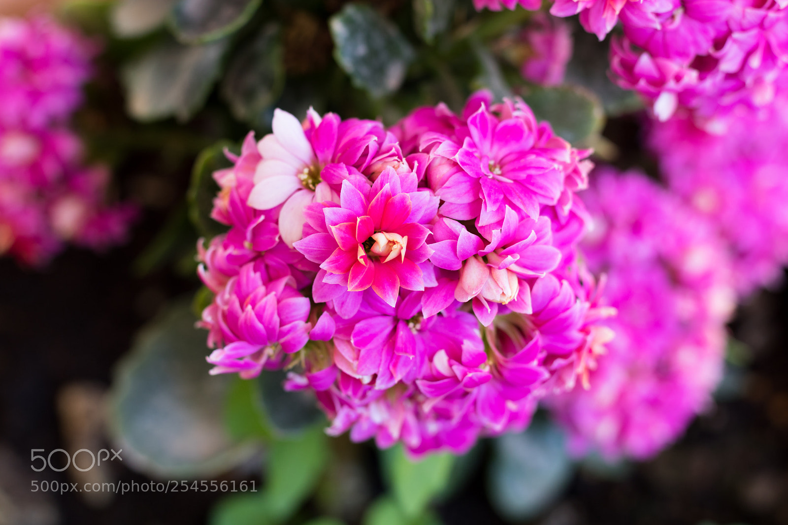 Canon EOS 750D (EOS Rebel T6i / EOS Kiss X8i) sample photo. Pink flower photography