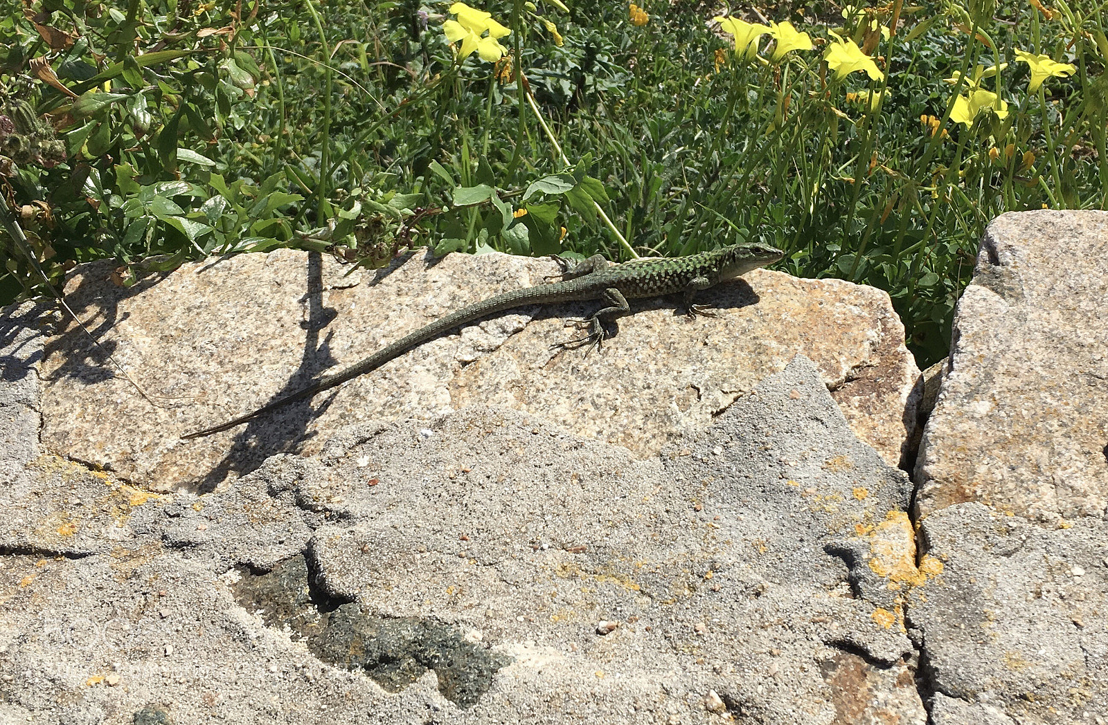 Apple iPhone SE sample photo. Lizard photography