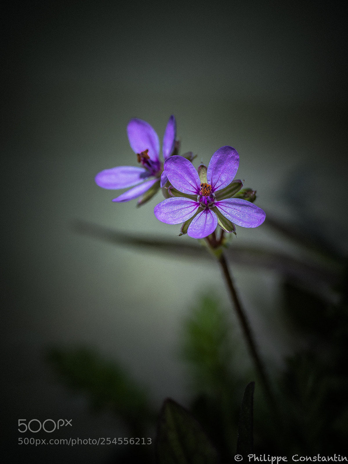 Olympus OM-D E-M1 Mark II sample photo. Pénombre photography