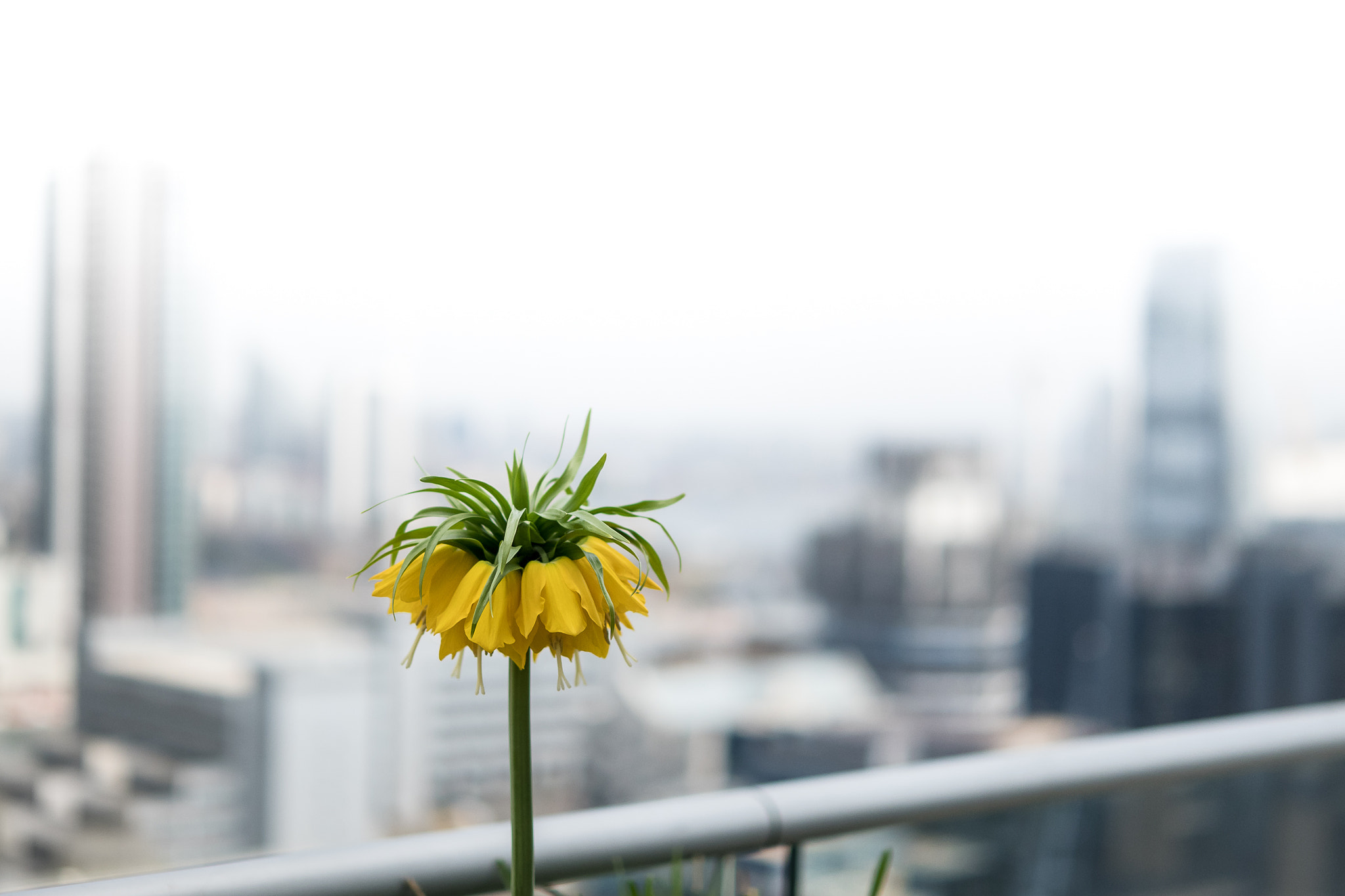Leica CL sample photo. Spring in the city photography