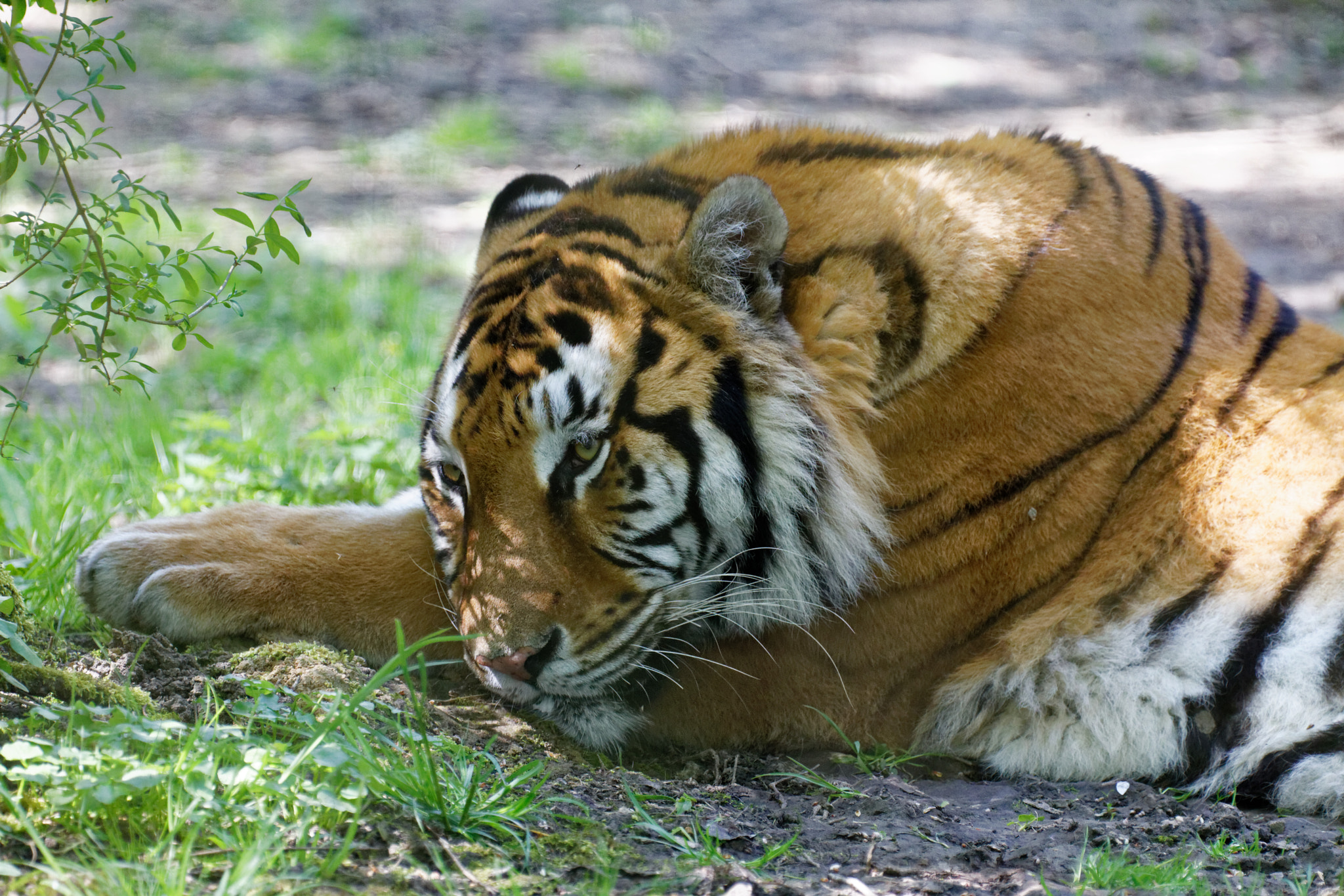 Canon EF 70-200mm F2.8L IS II USM sample photo. Tiger photography