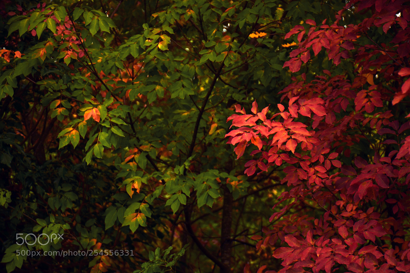 Nikon D5200 sample photo. Autumn leaves photography