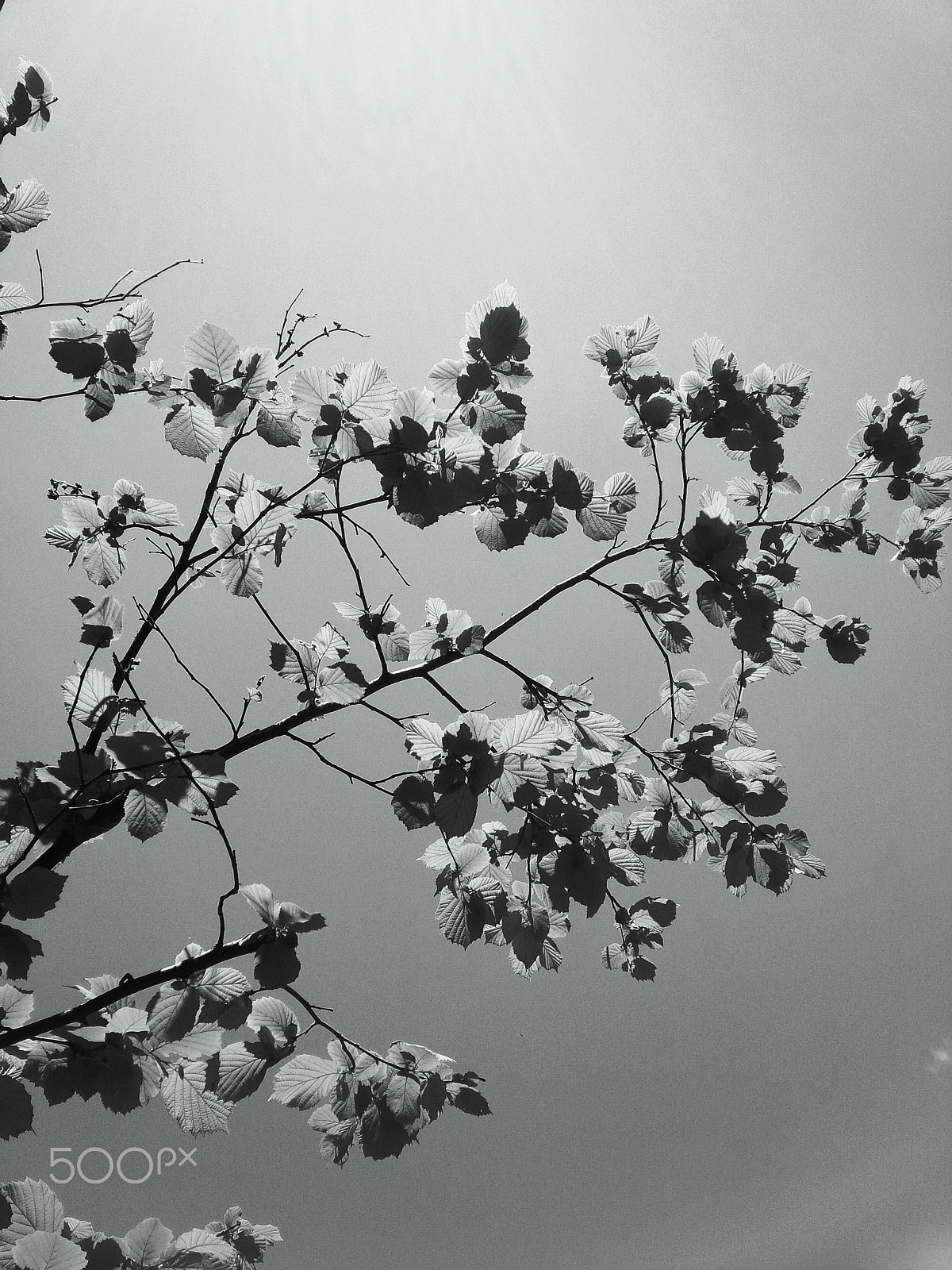 BlackBerry Z10 sample photo