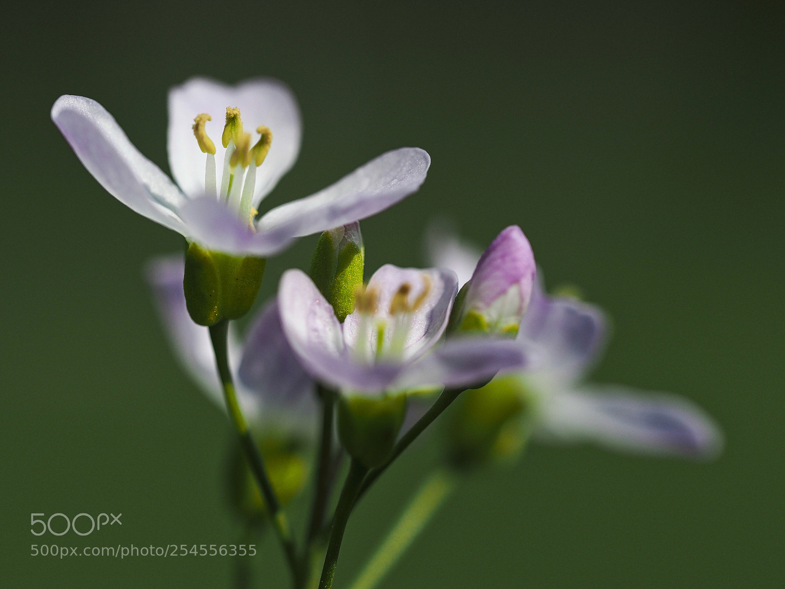 Olympus OM-D E-M1 Mark II sample photo. Gypsophila repens photography