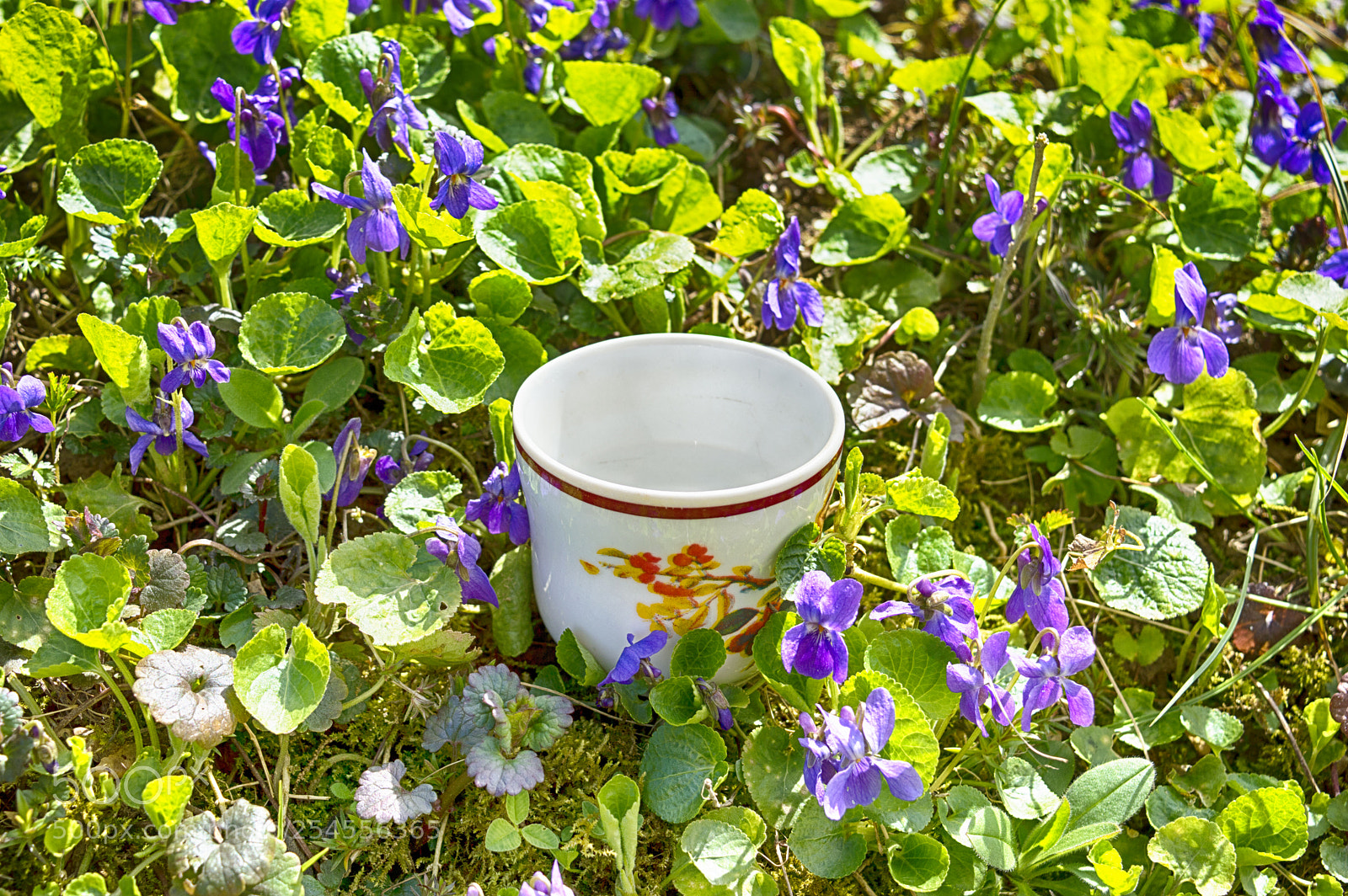 Nikon D3200 sample photo. A cup of violet photography