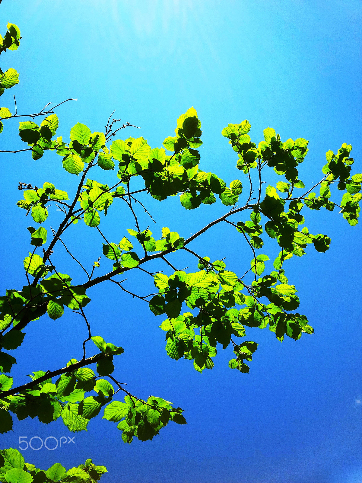 BlackBerry Z10 sample photo