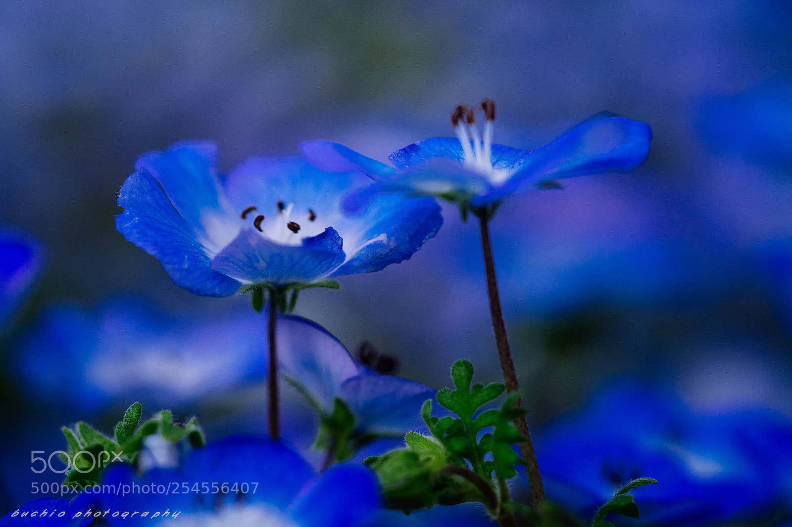 Olympus OM-D E-M1 Mark II sample photo. Nemophila photography