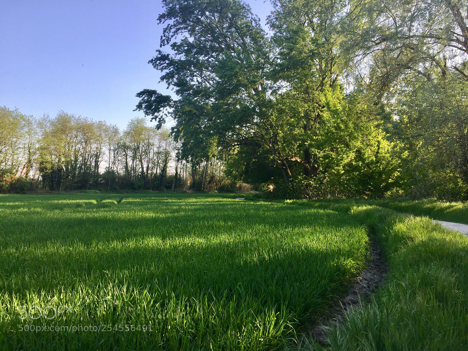 Apple iPhone 6 sample photo. Untitled photography