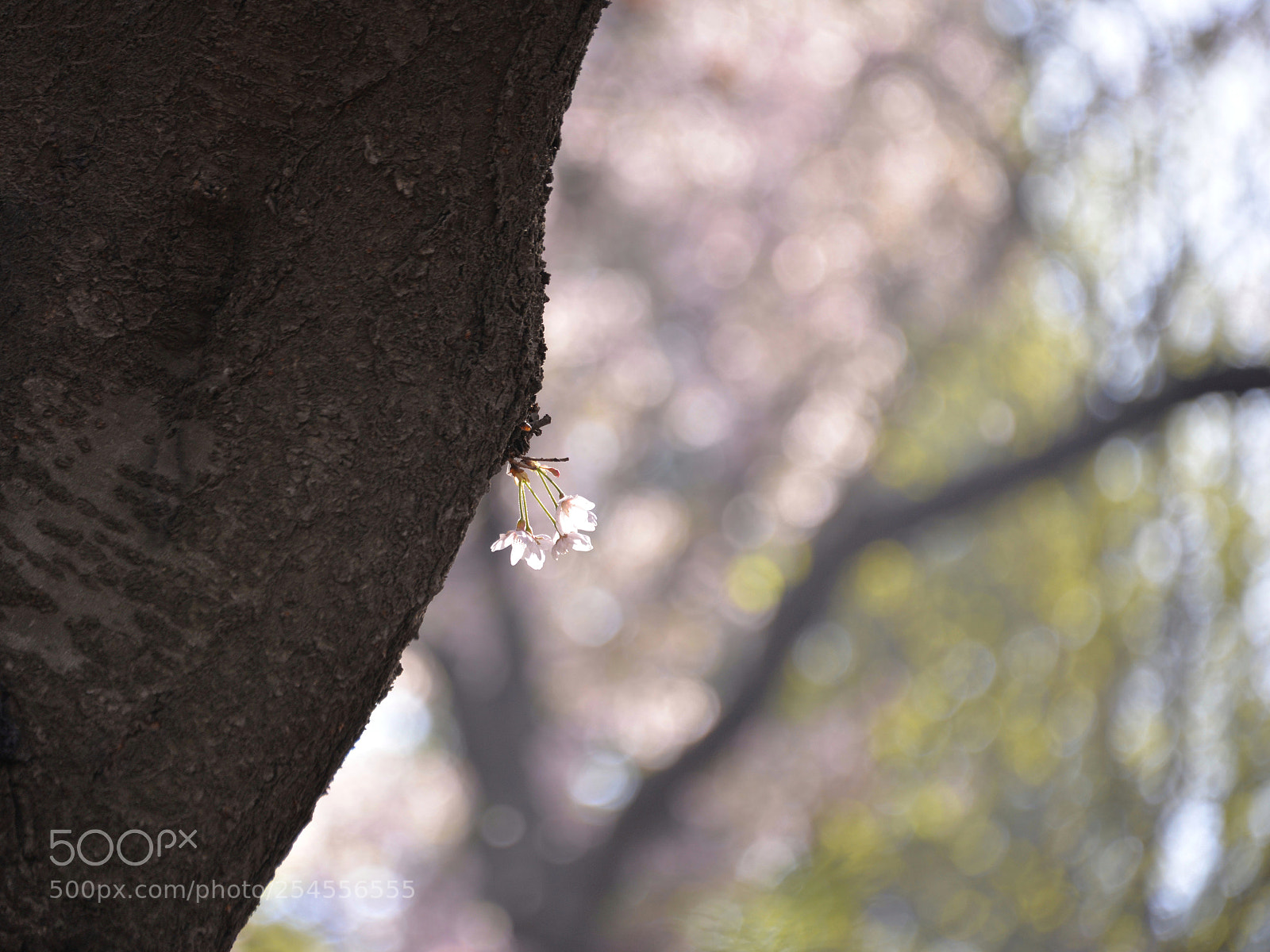 Nikon D610 sample photo. Untitled photography