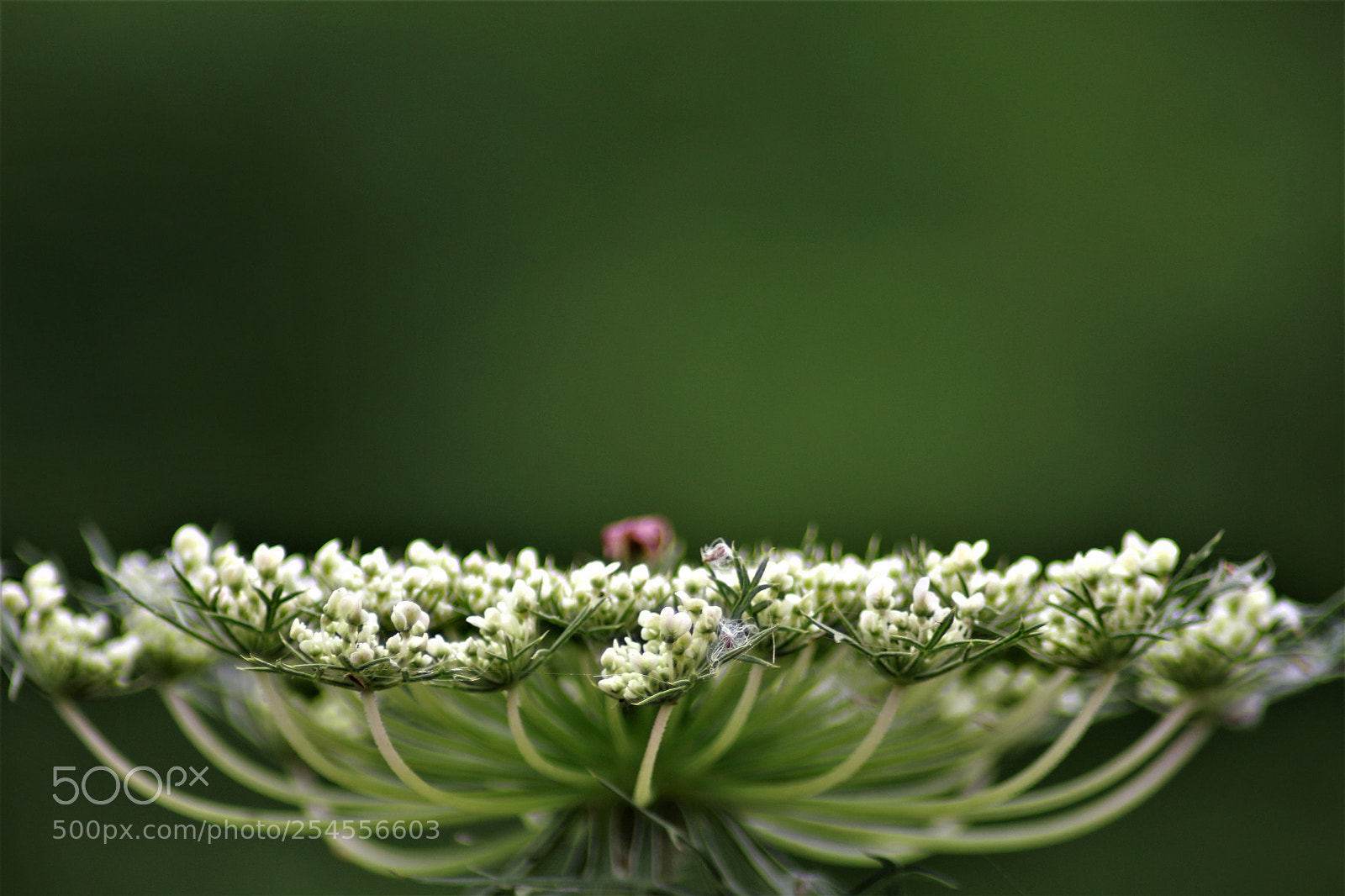 Canon EOS 700D (EOS Rebel T5i / EOS Kiss X7i) sample photo. Its a flower photography