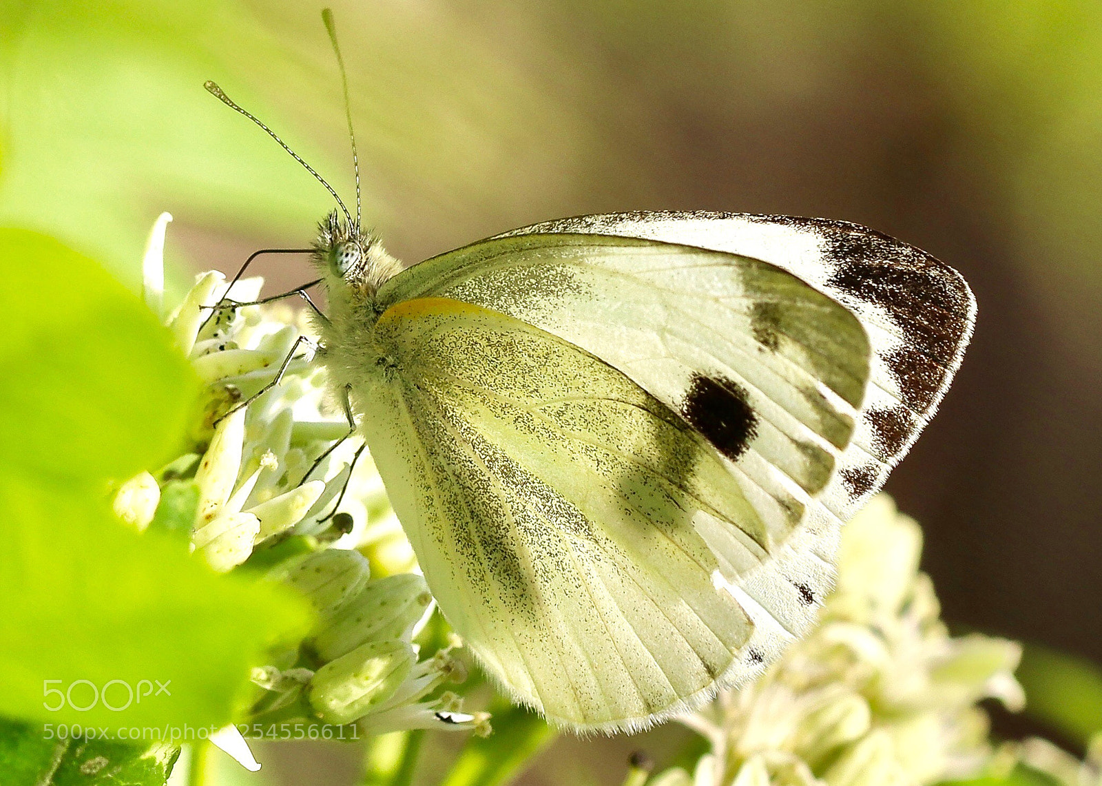 Canon EOS 80D sample photo. Flying jewel - iii
 photography