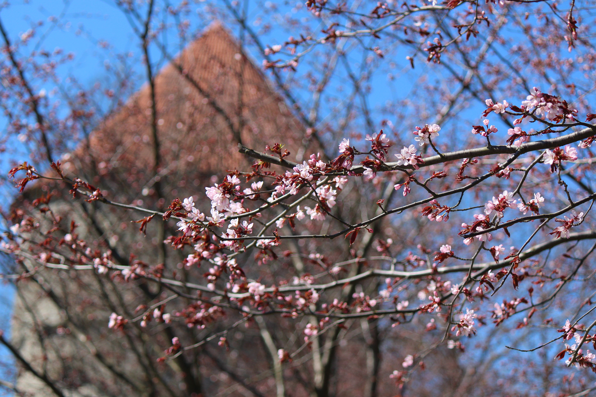 Canon EOS 650D (EOS Rebel T4i / EOS Kiss X6i) sample photo. Img photography