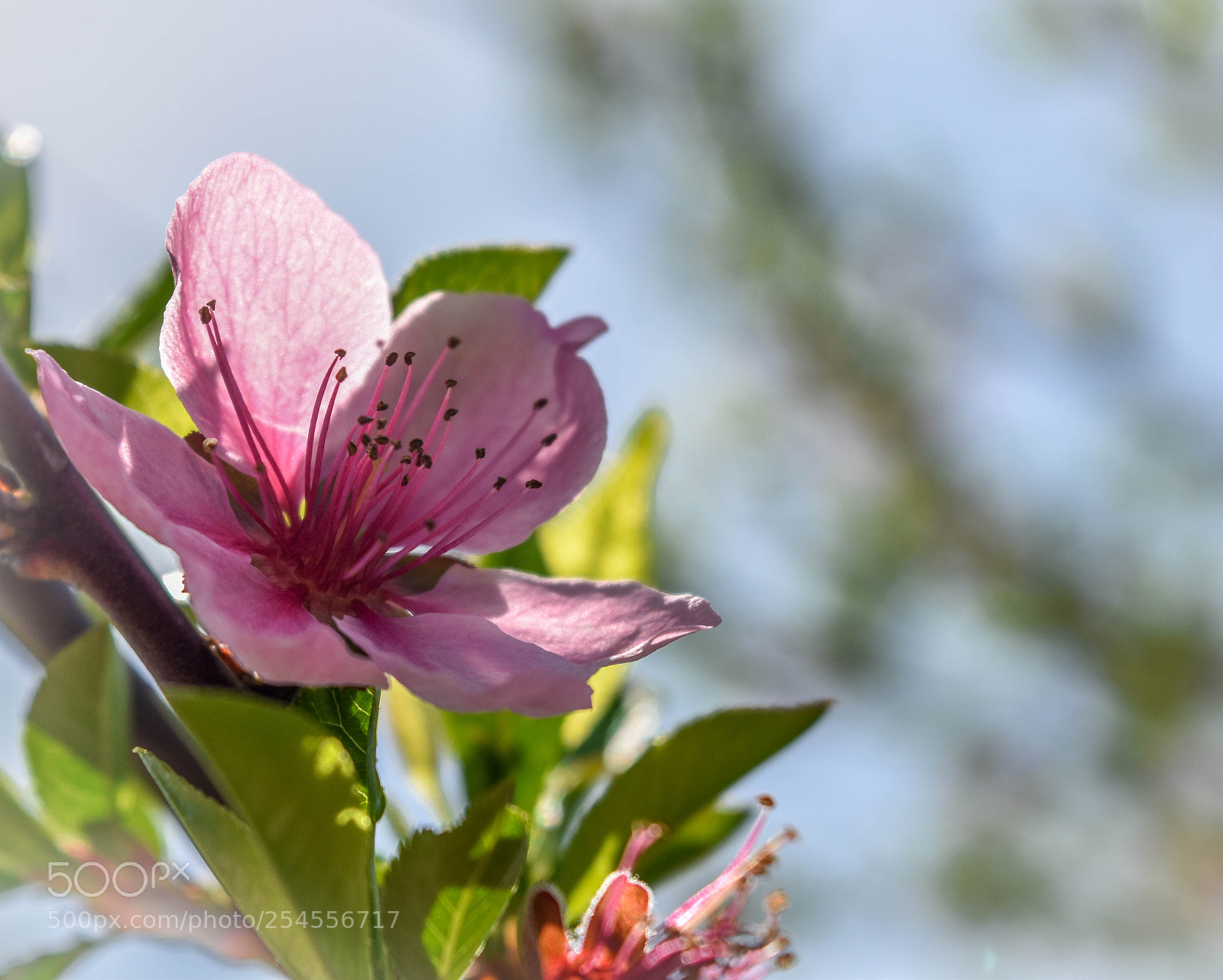 Nikon D5500 sample photo. F7 photography