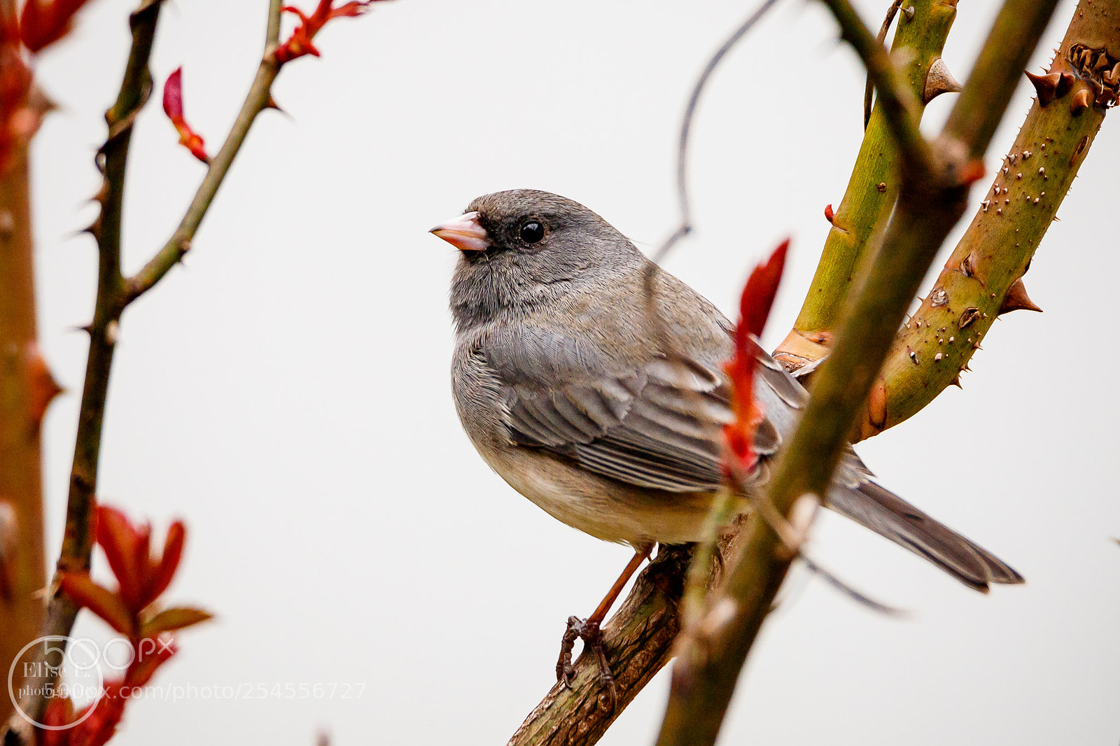 Canon EOS 6D Mark II sample photo. Dark-eyed junco photography