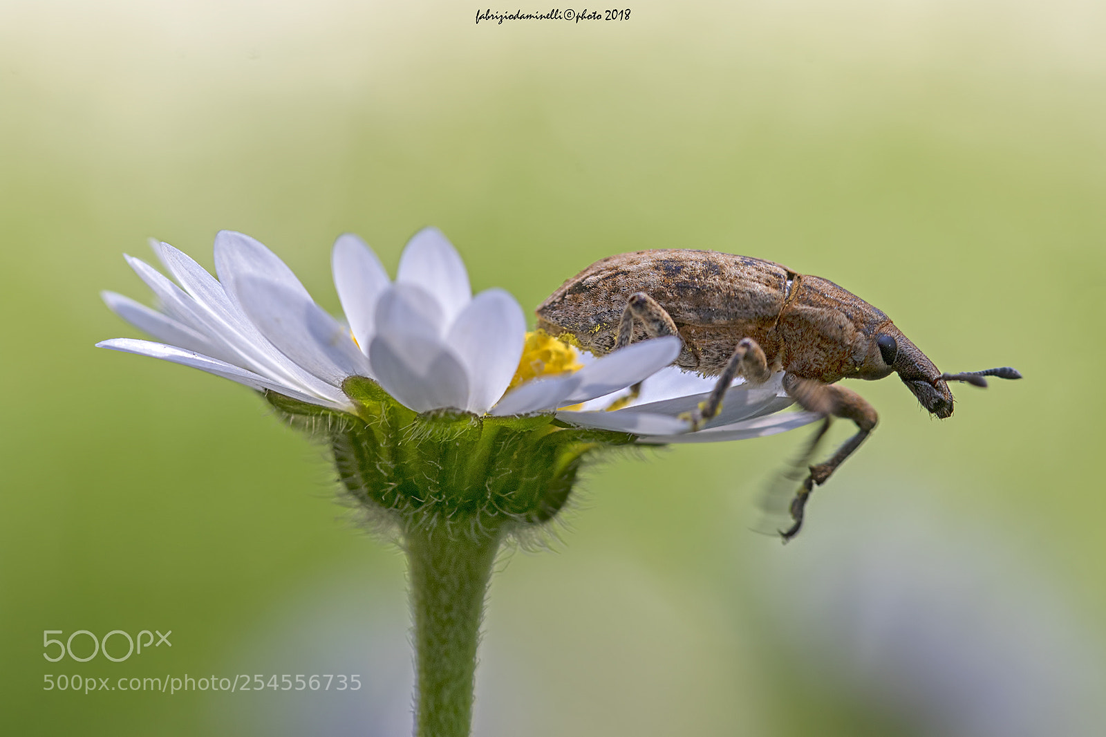 Canon EOS 7D Mark II sample photo. Larinus sp. photography