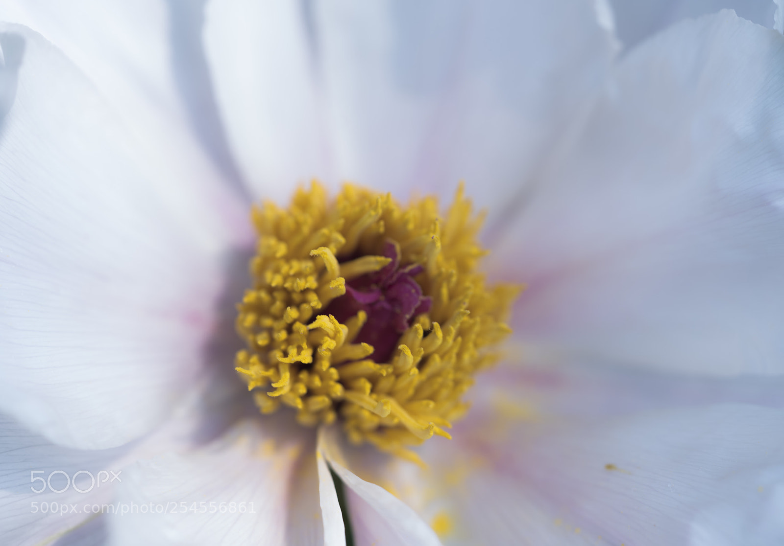 Sony a7R II sample photo. Bud photography