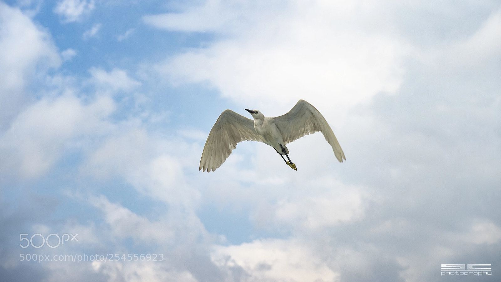 Nikon D4 sample photo. Skt photography