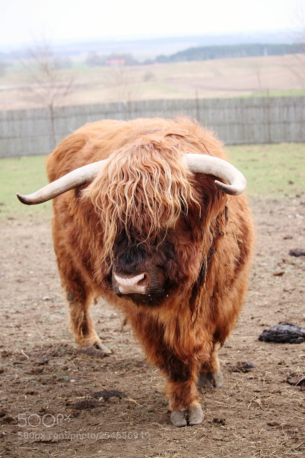 Canon EOS 500D (EOS Rebel T1i / EOS Kiss X3) sample photo. Scottish cow photography
