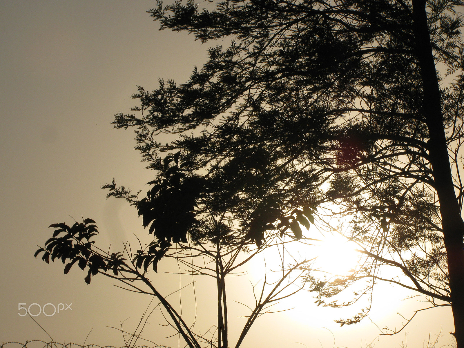 Canon PowerShot SX110 IS sample photo. Sunset & tree photography