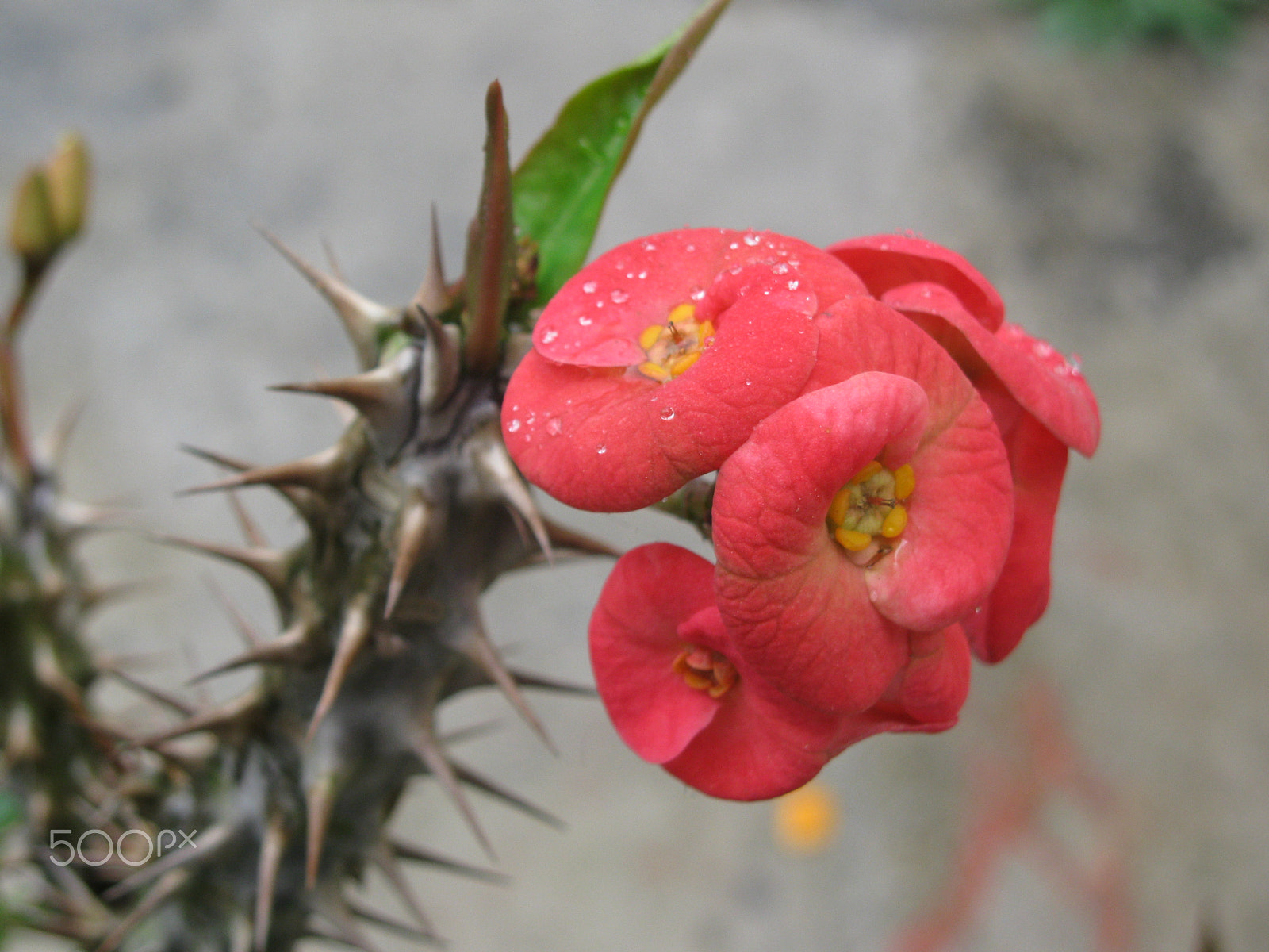 Canon PowerShot SX110 IS sample photo. Red cactus  flower photography