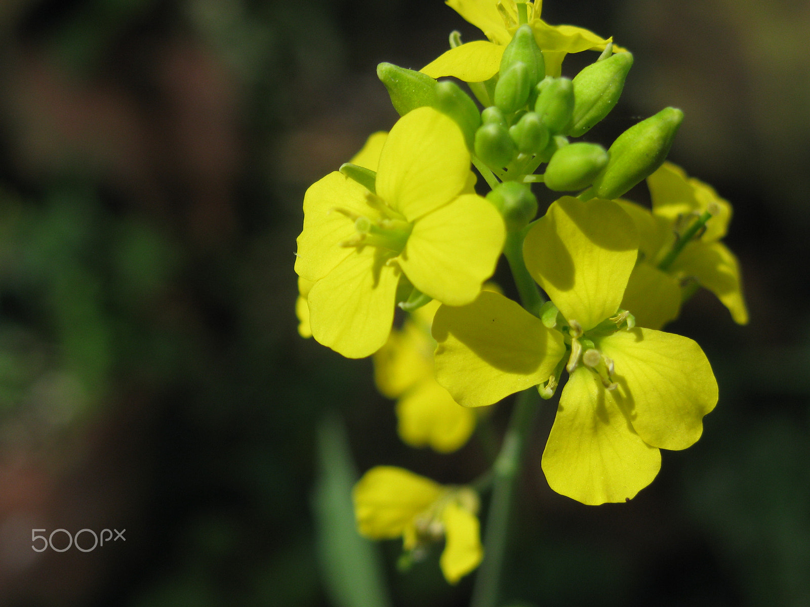 Canon PowerShot SX110 IS sample photo. Blooming flower photography