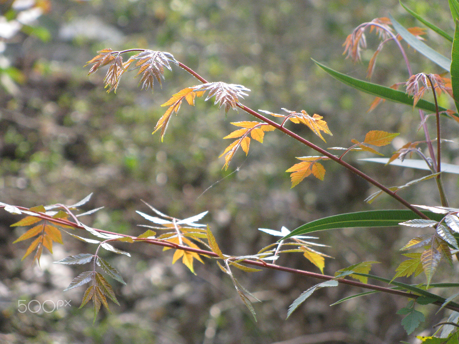 Canon PowerShot SX110 IS sample photo. Growling tree photography