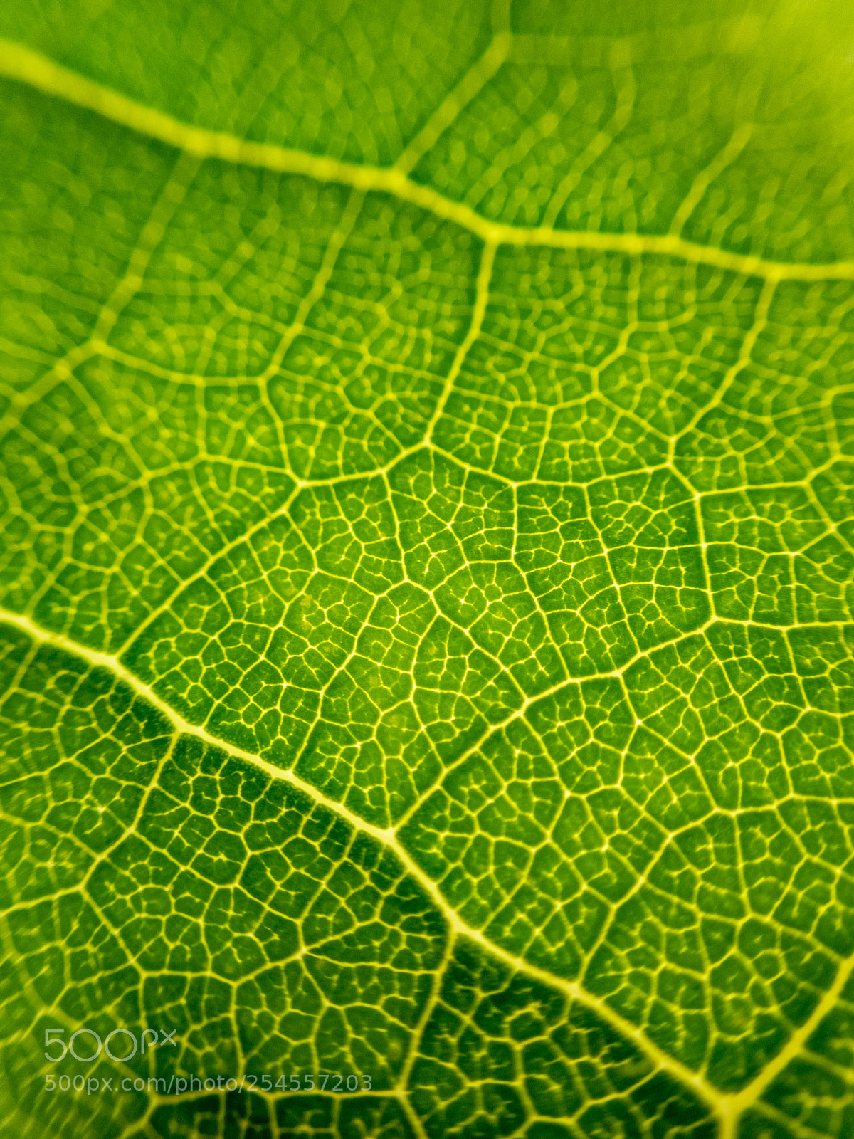 Olympus TG-5 sample photo. Abstract green leaf background. photography