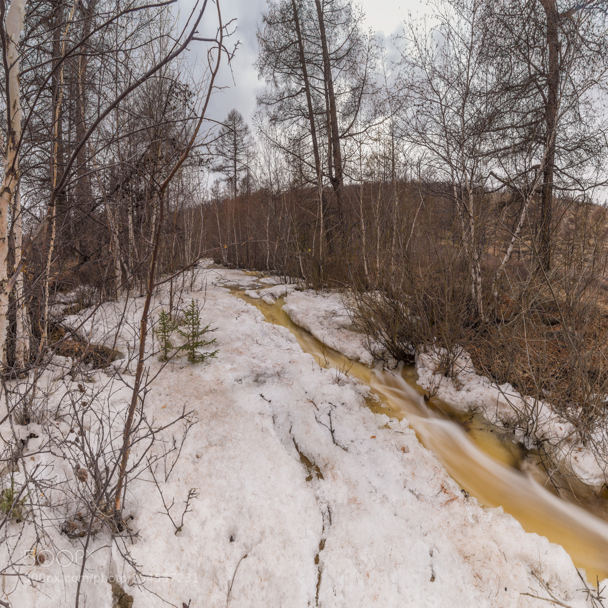 Nikon D800 sample photo. Forest spring photography